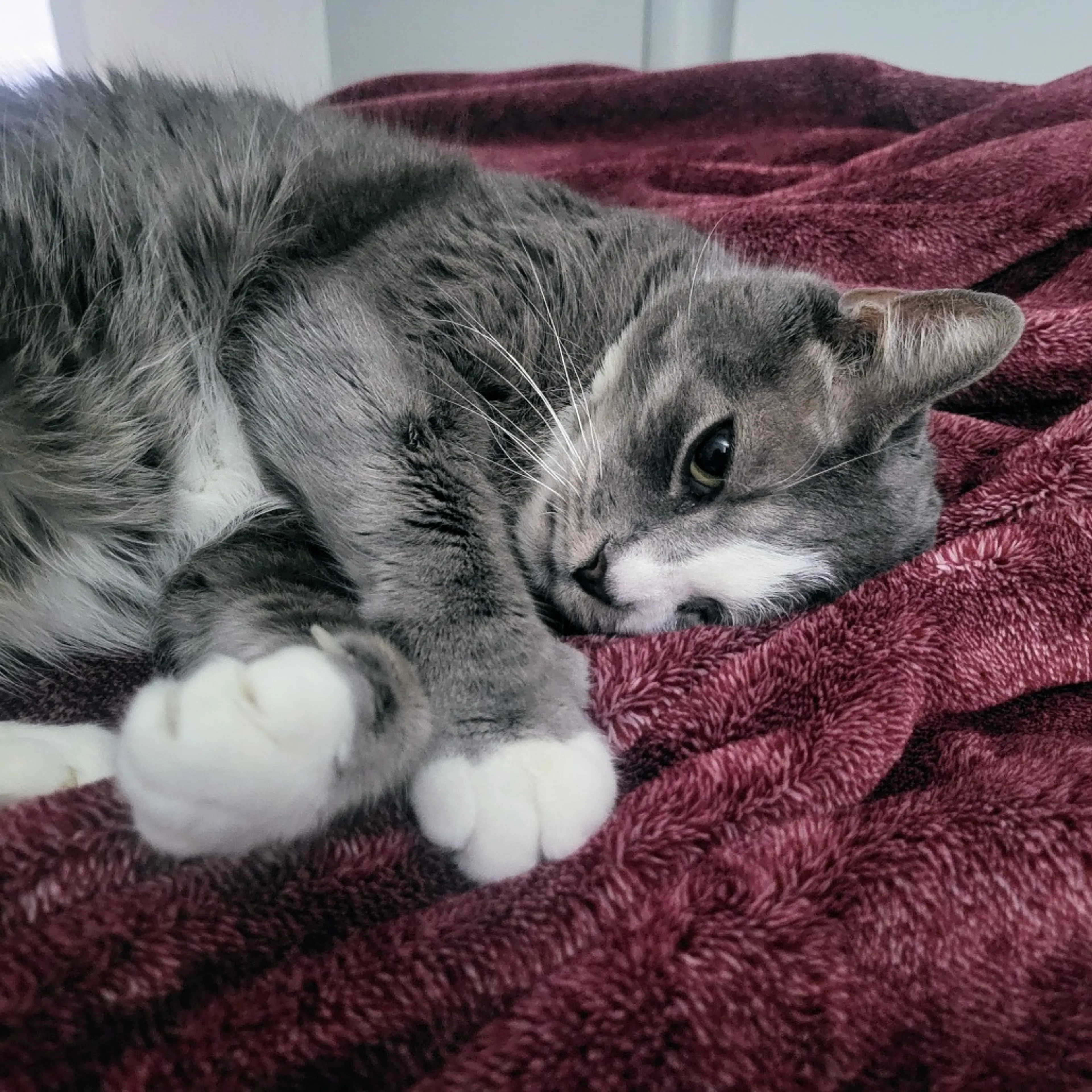 Found pet-0