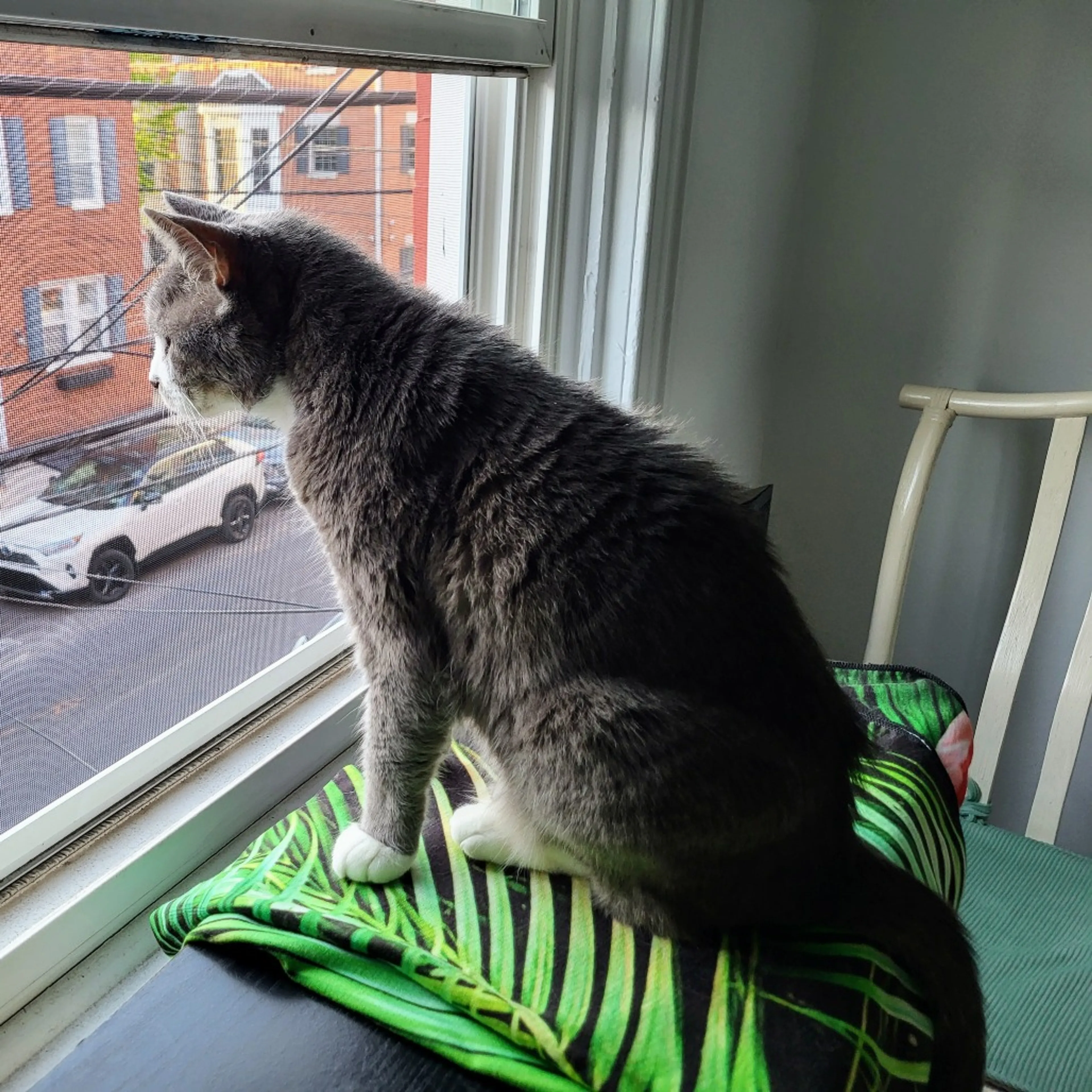 Found pet-8