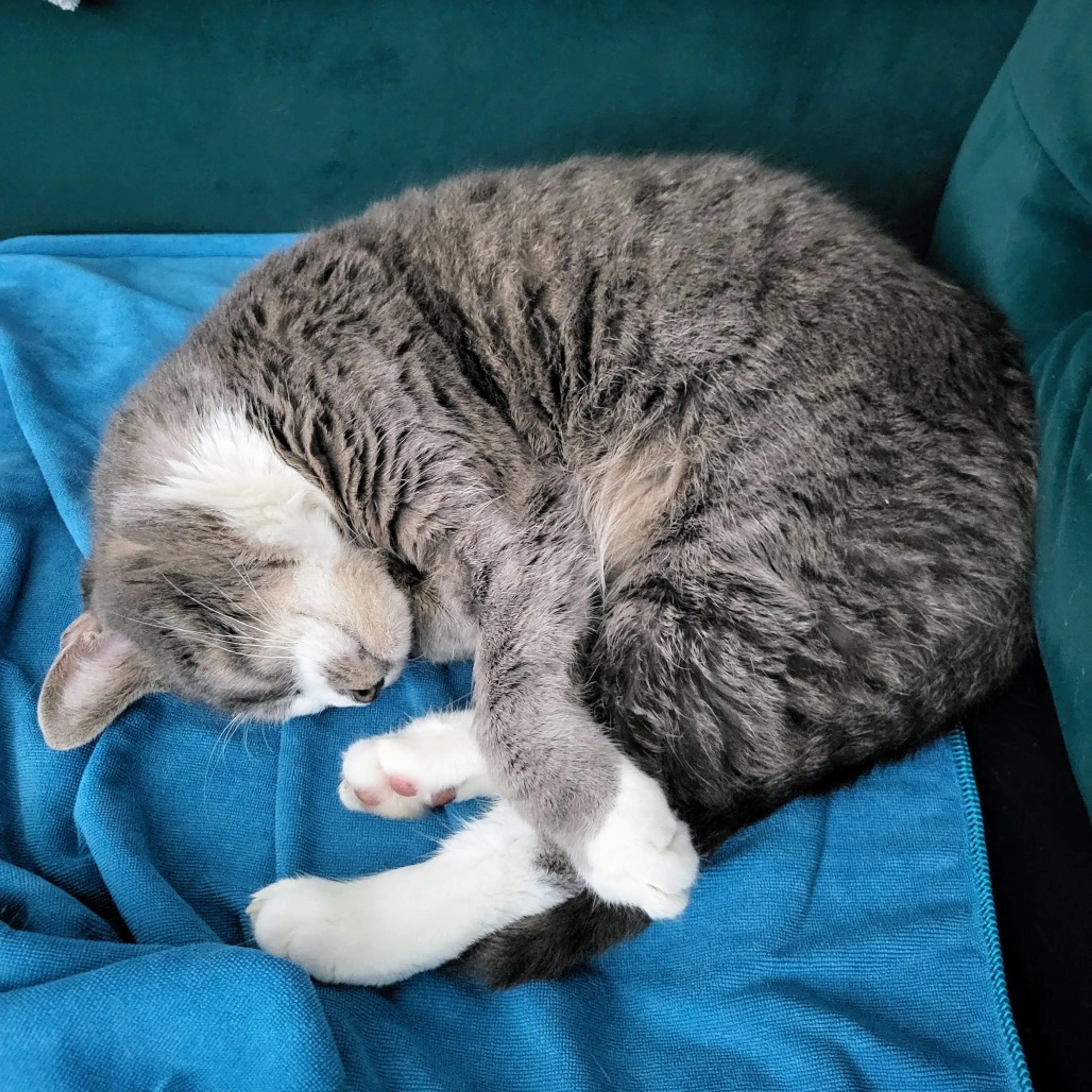 Found pet-9