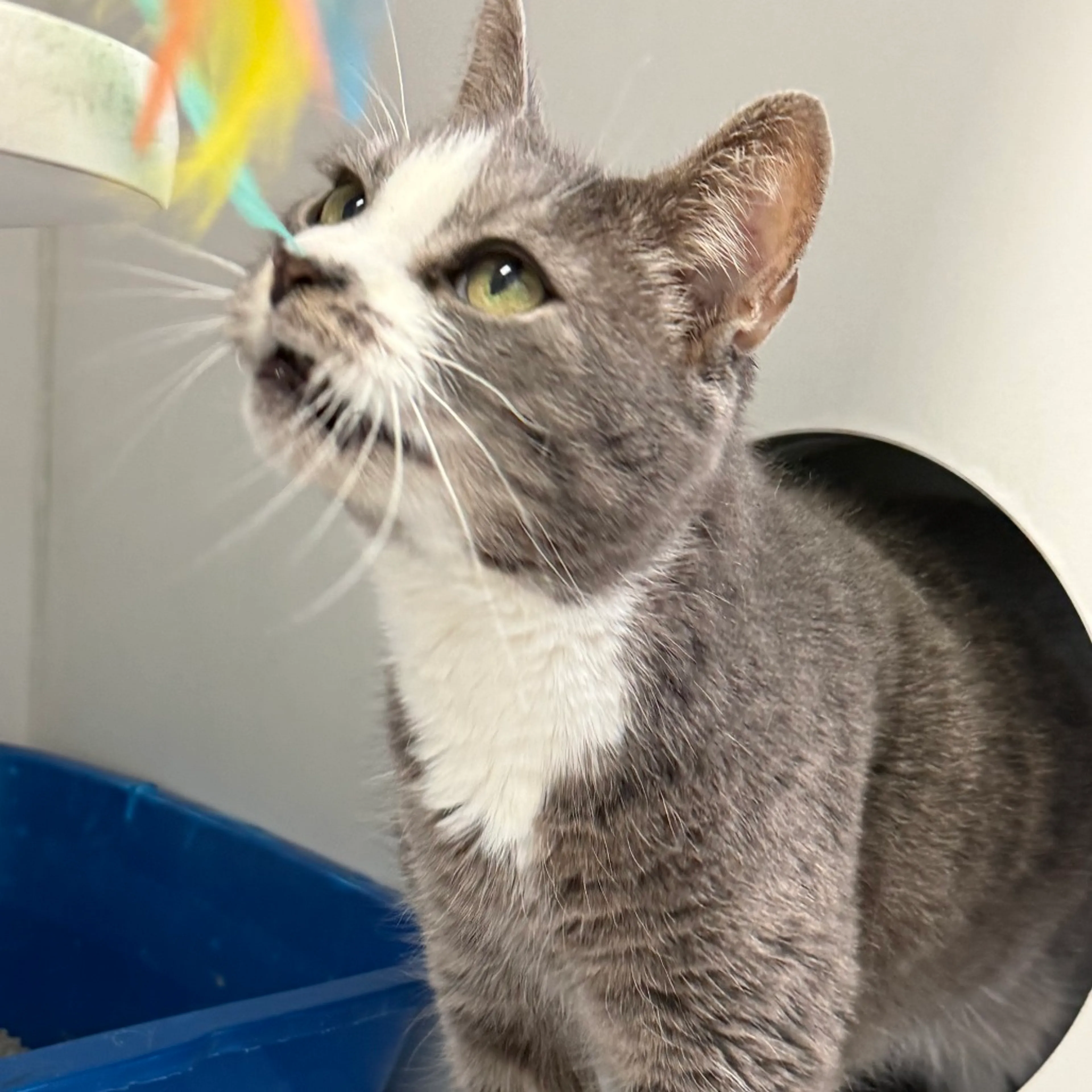 Found pet-4