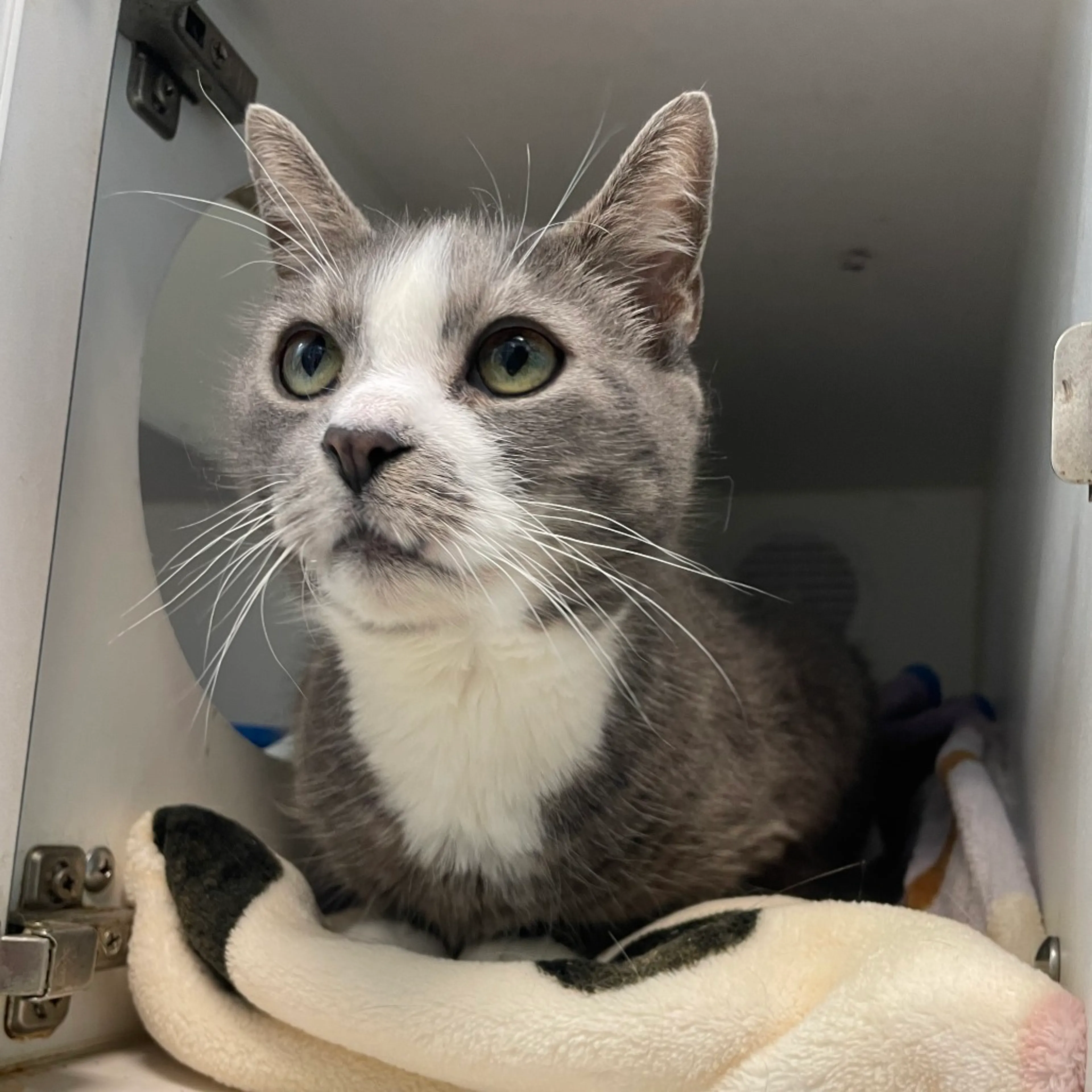 Found pet-1