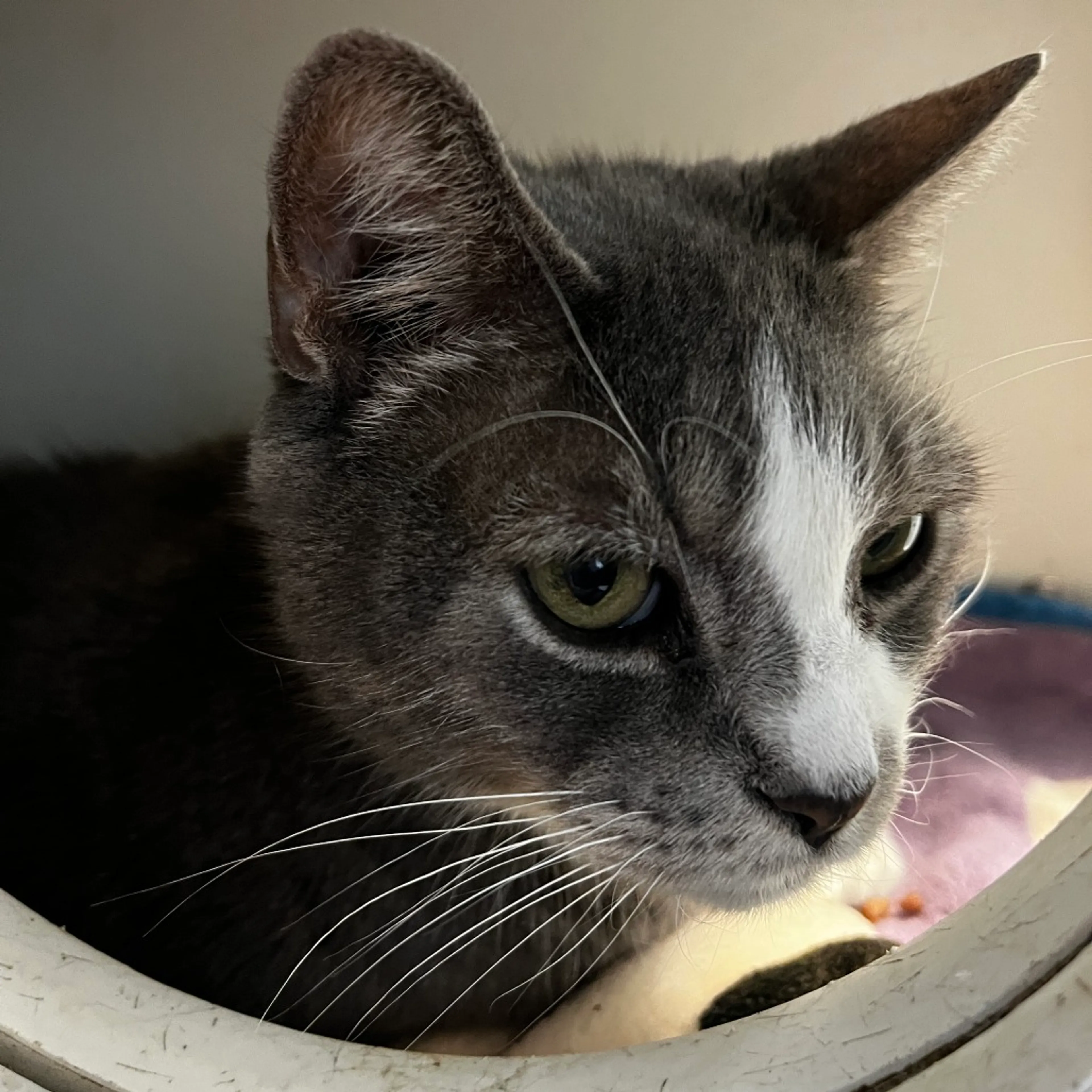 Found pet-2