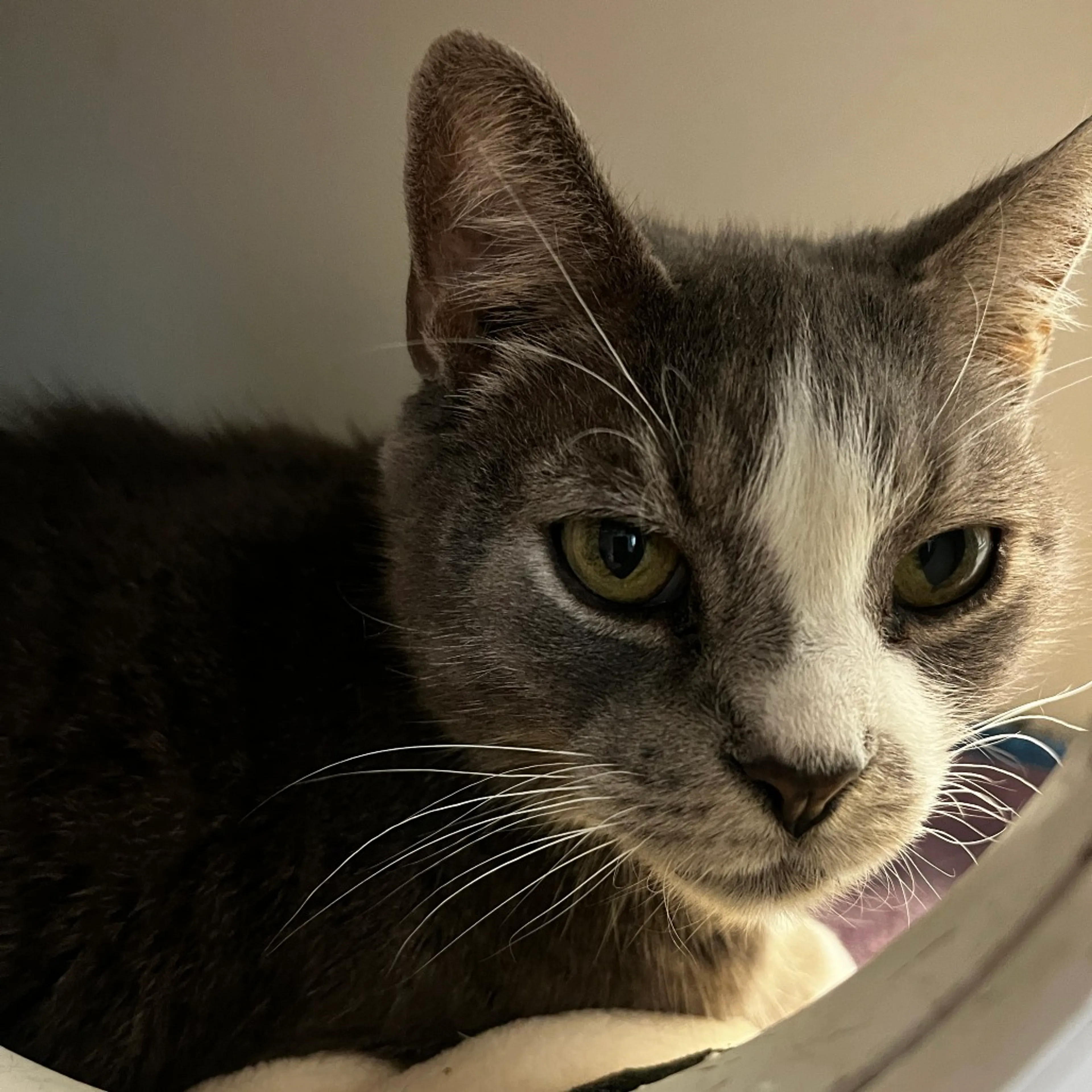 Found pet-3
