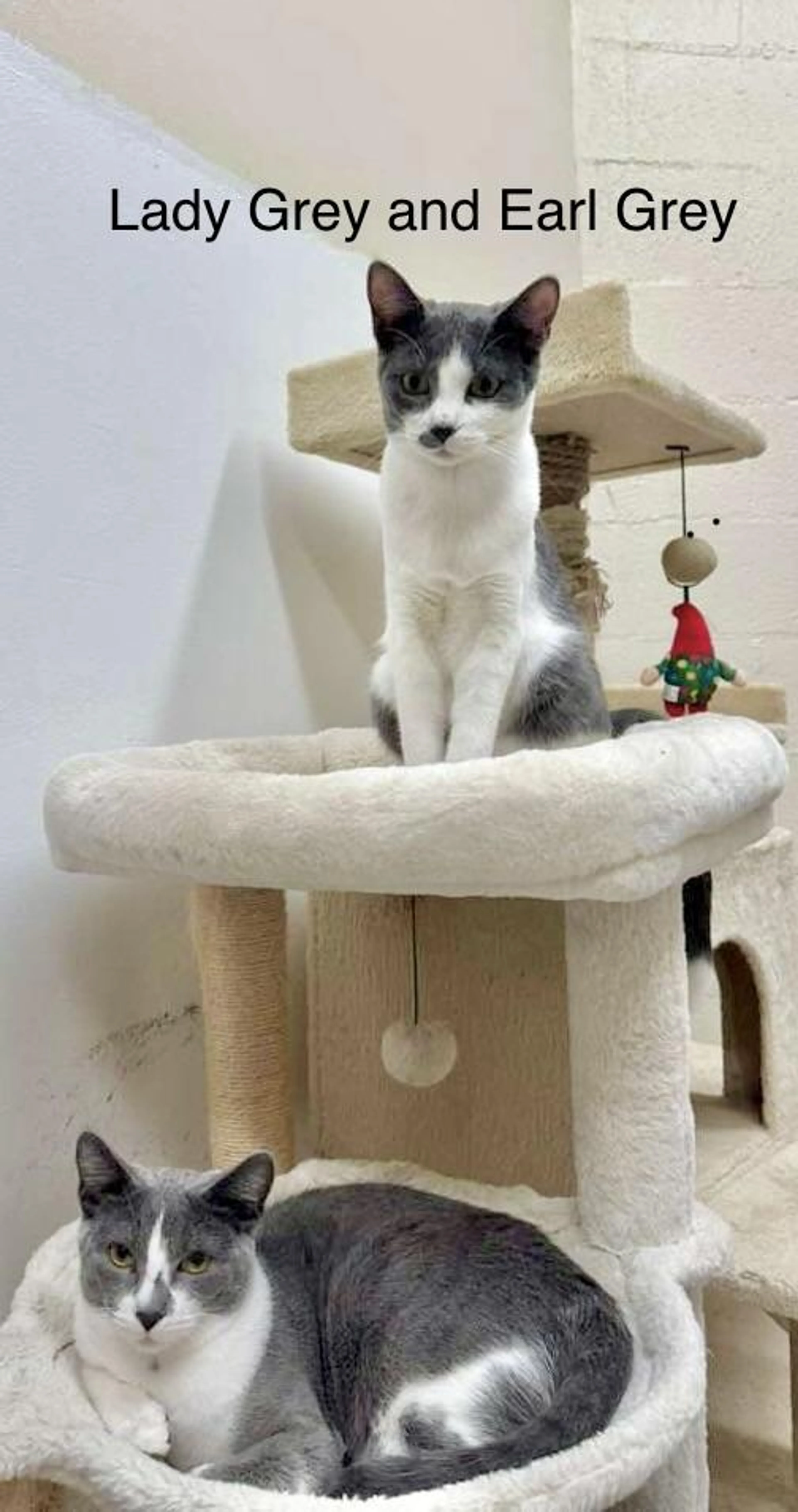 Found pet-2