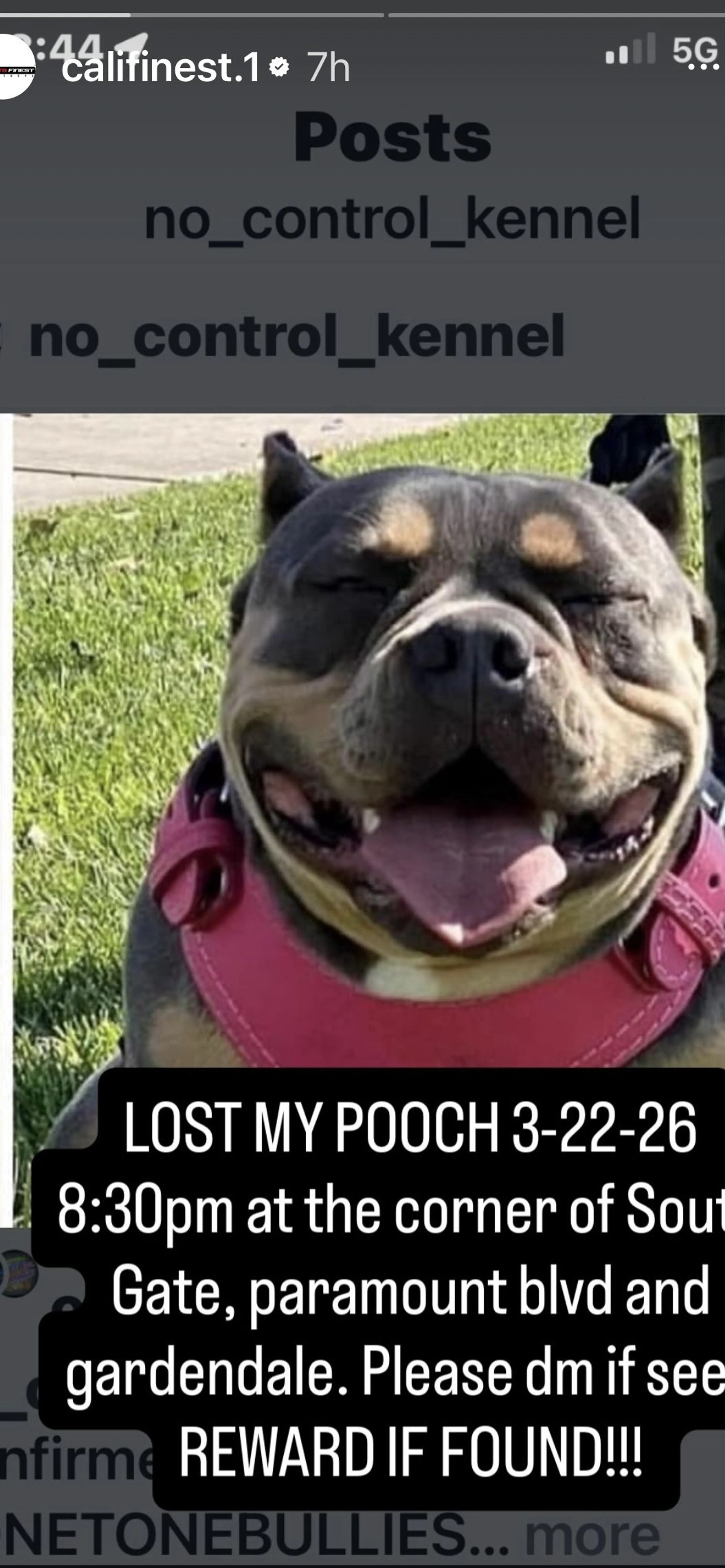 Lost pet-1