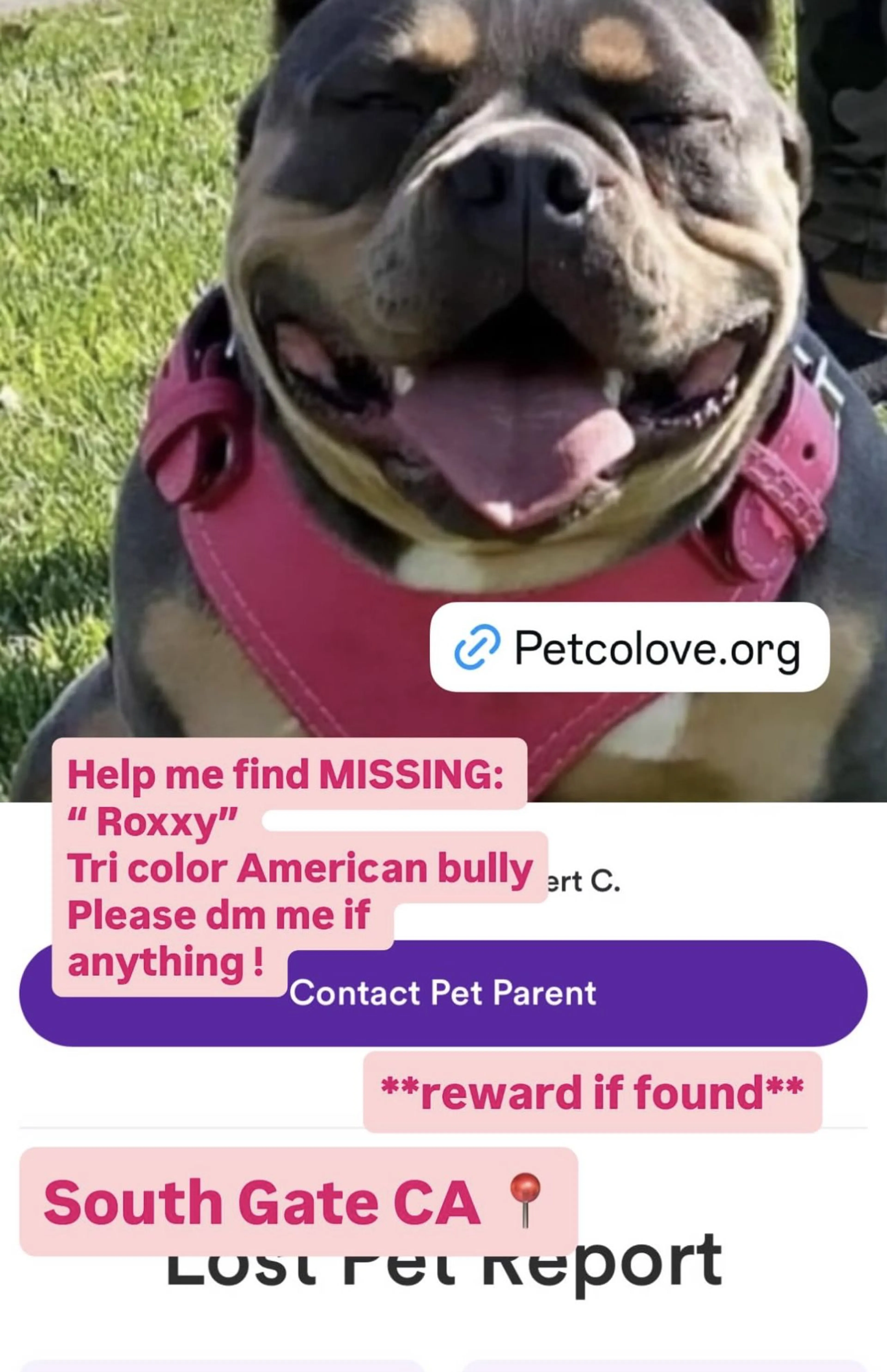 Lost pet-2
