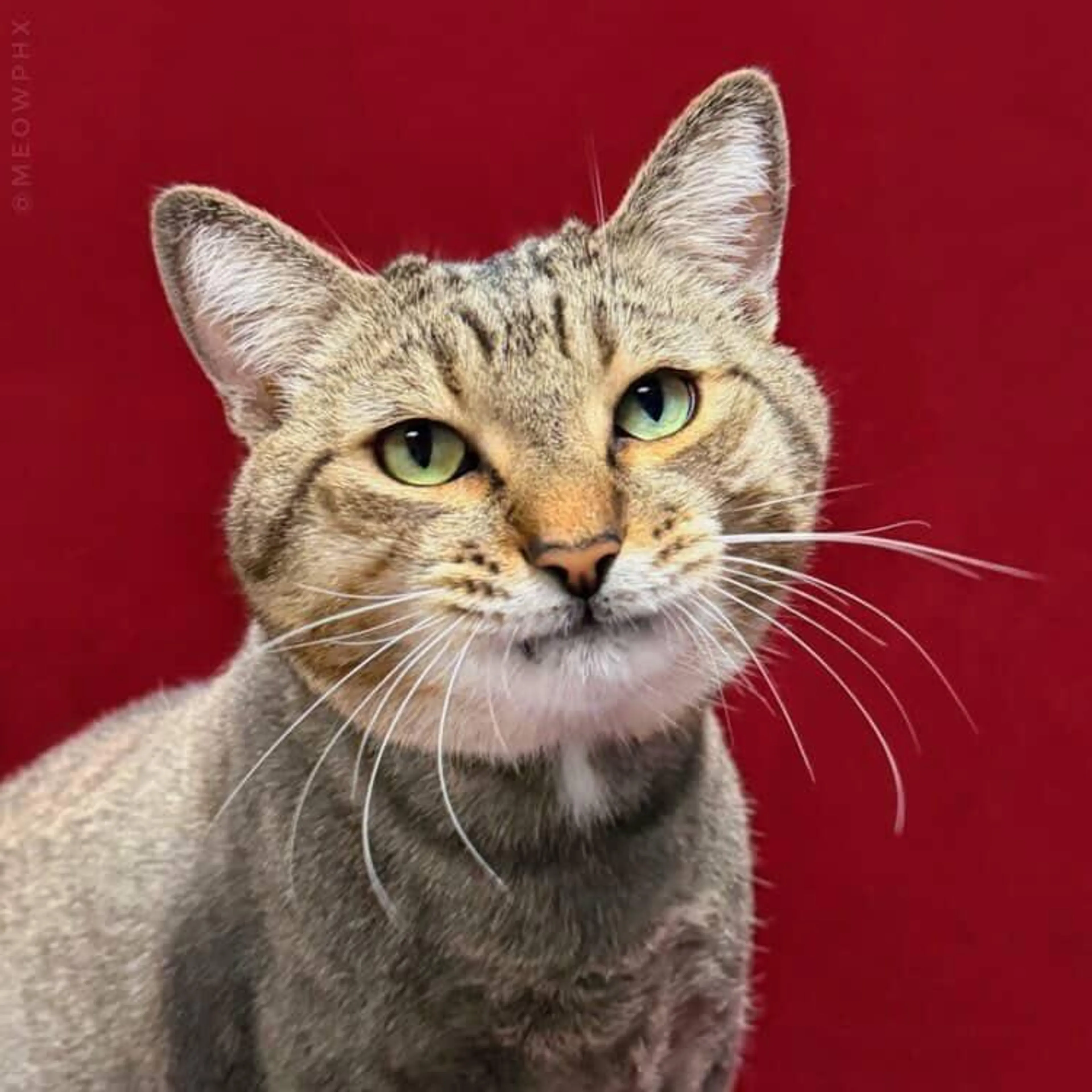 Found pet-2