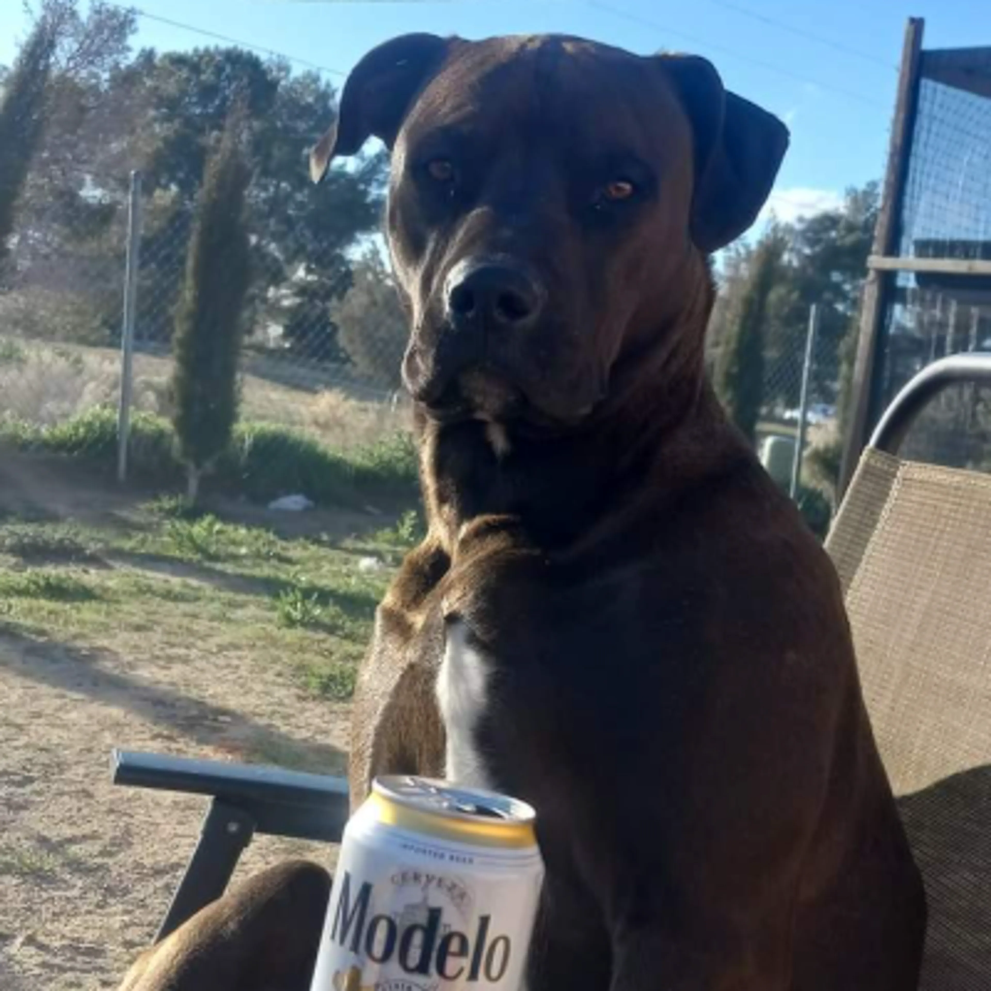 Lost pet