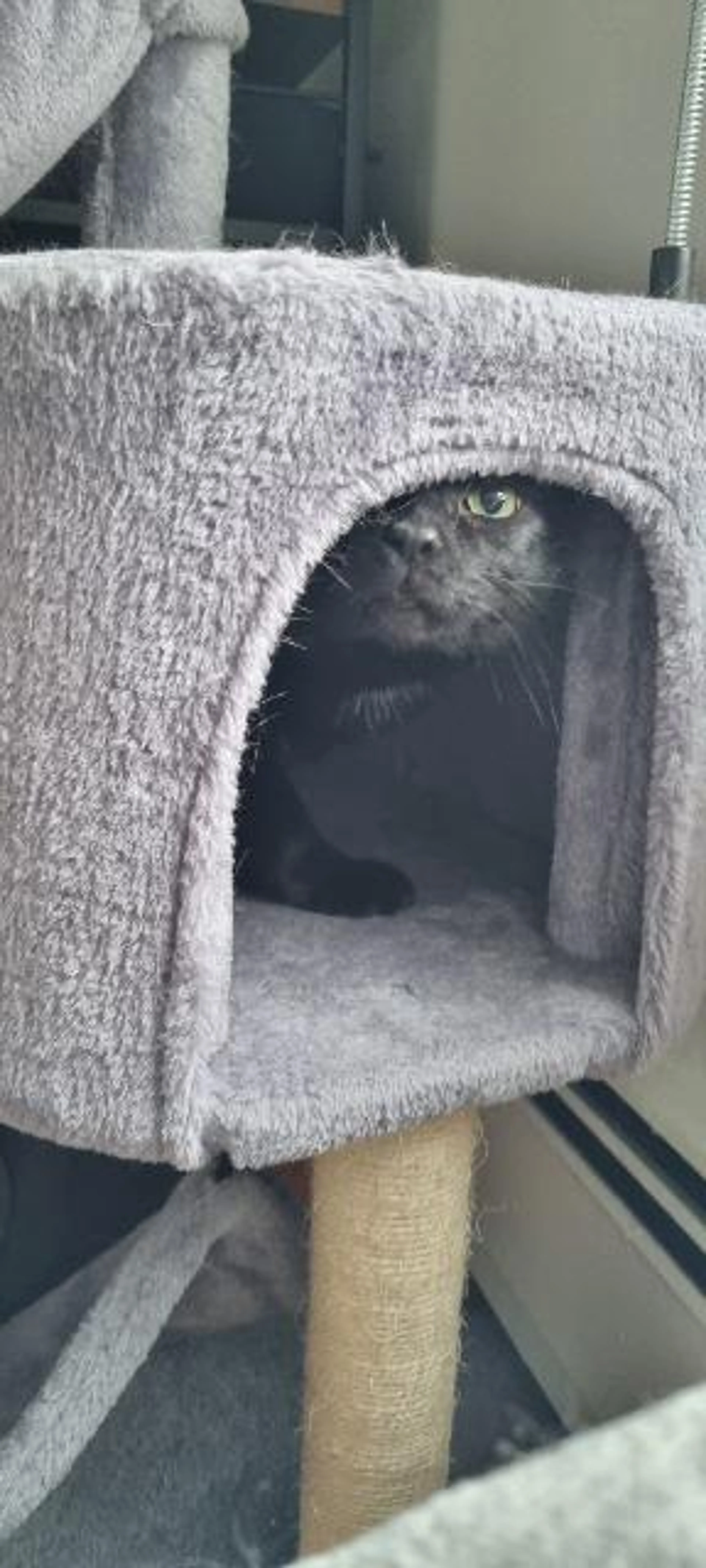 Found pet-3
