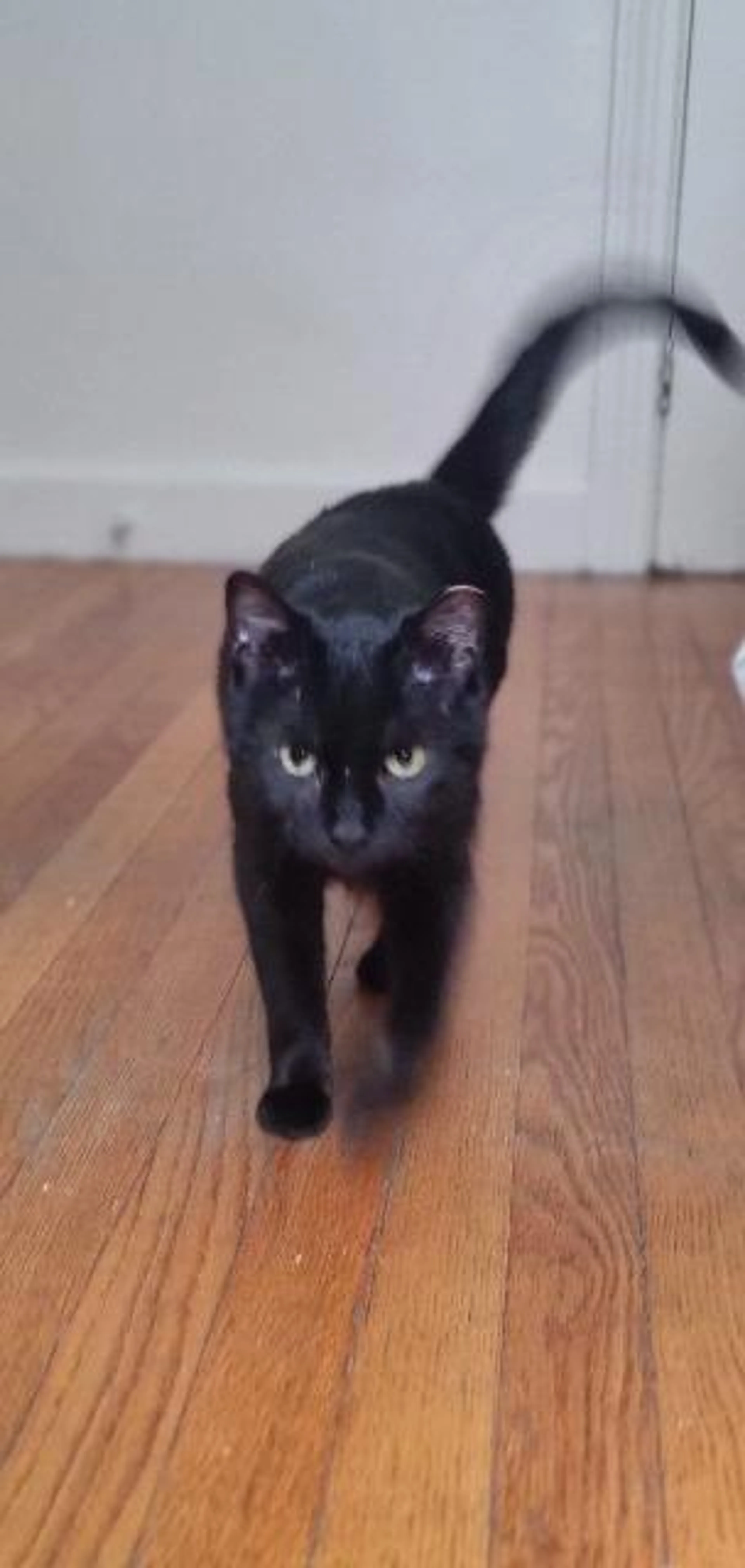 Found pet-0