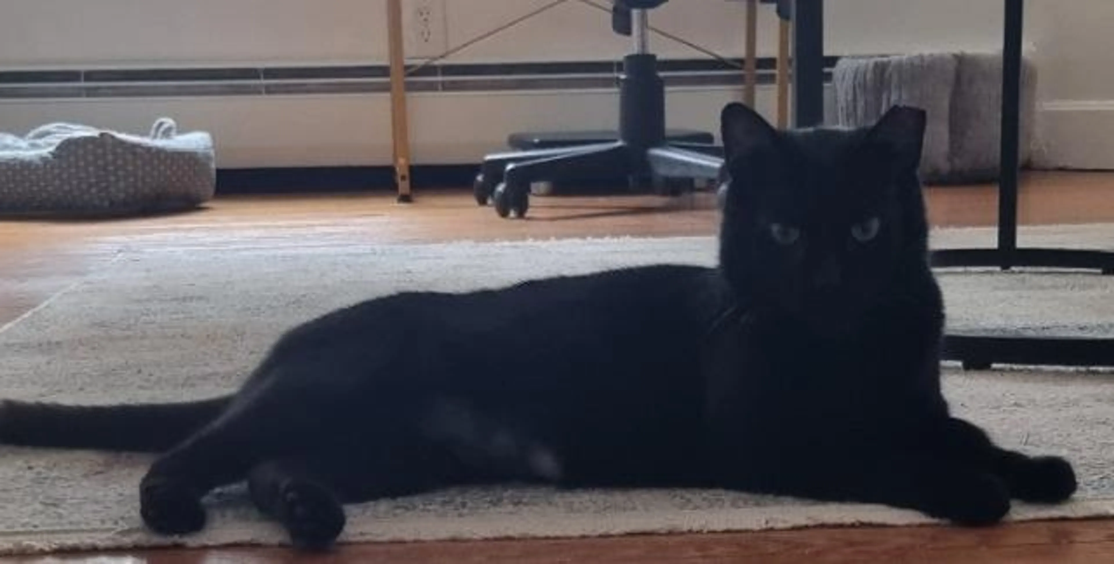 Found pet-1