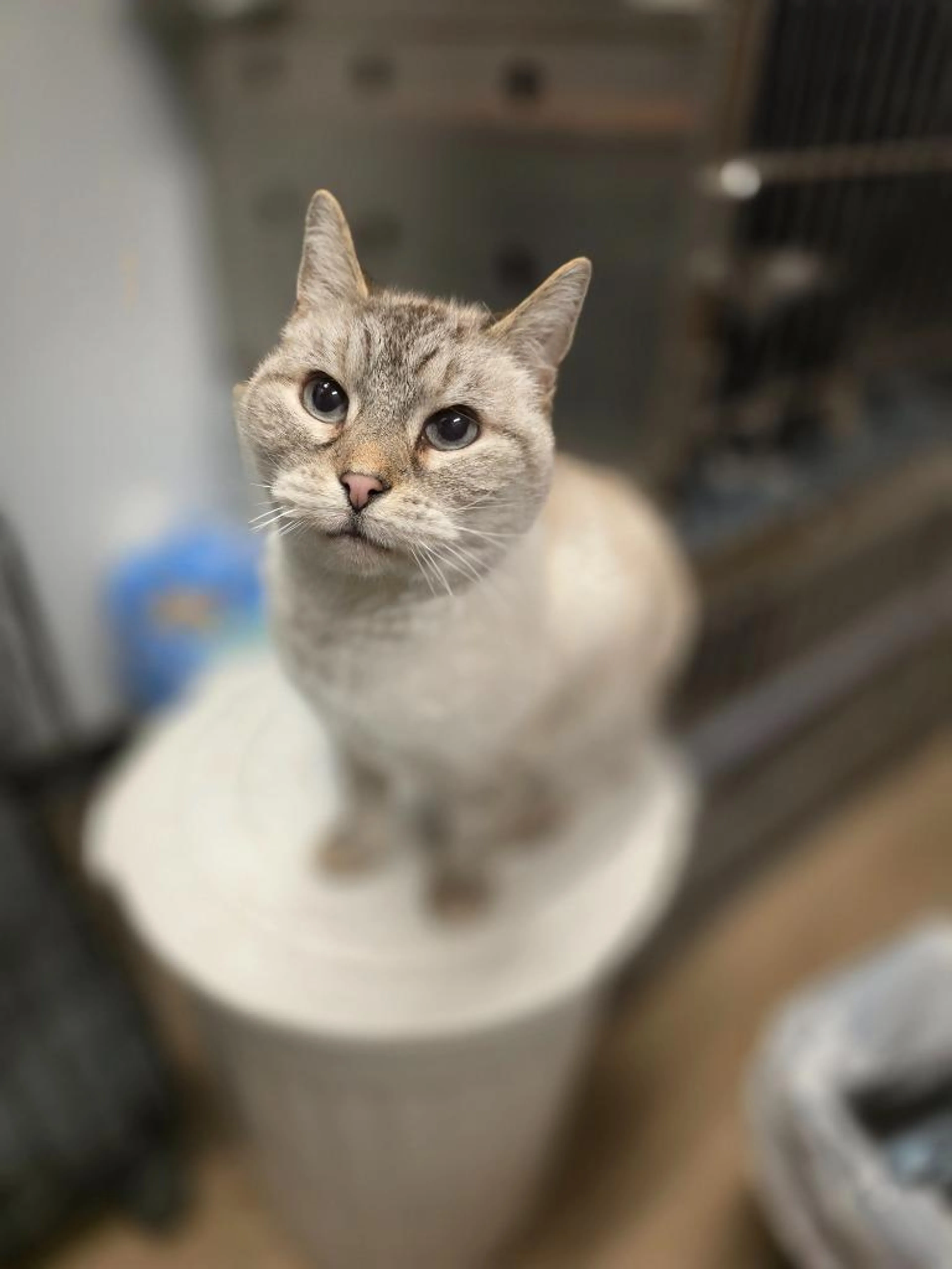 Found pet