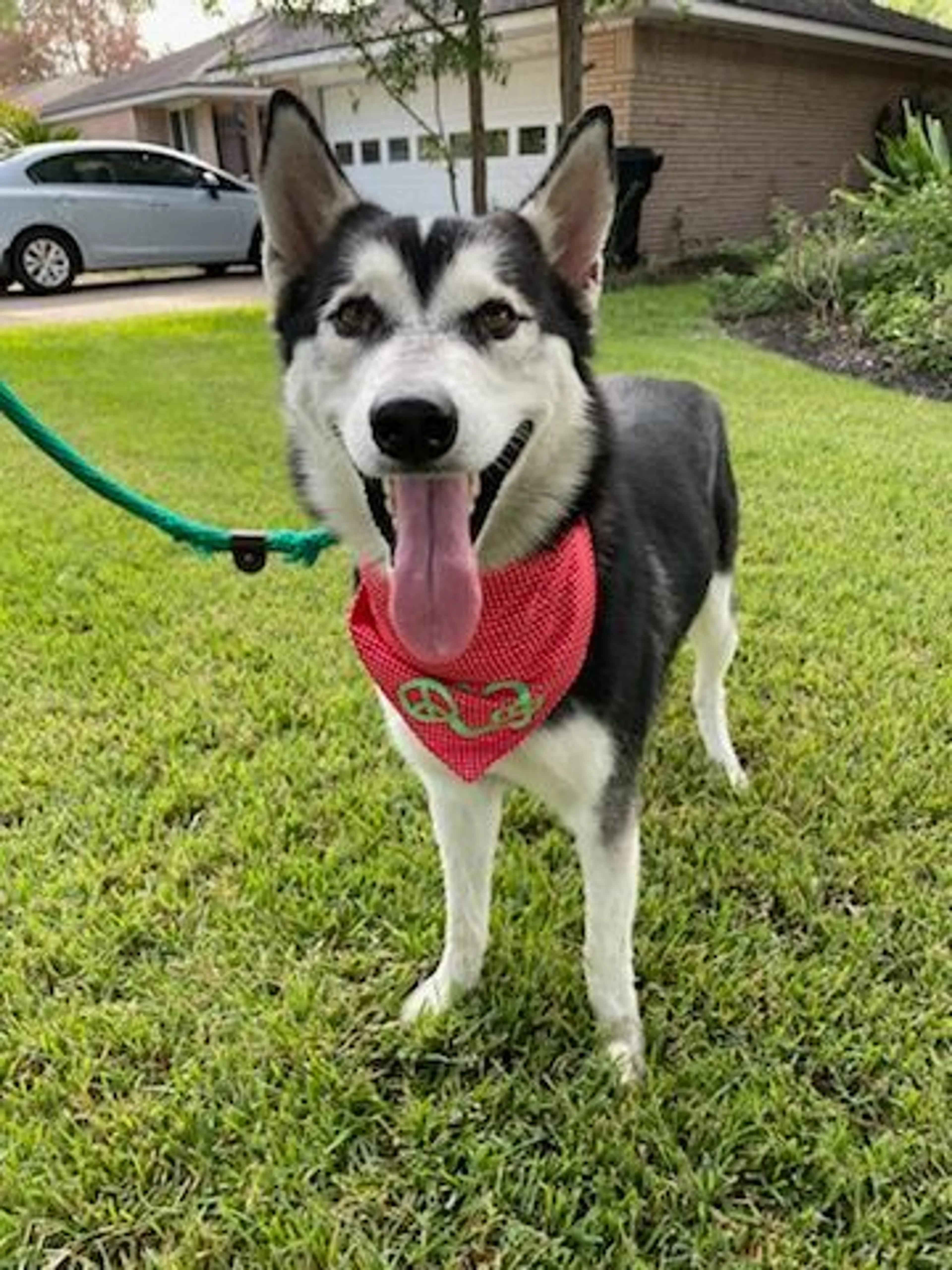 Found pet-2