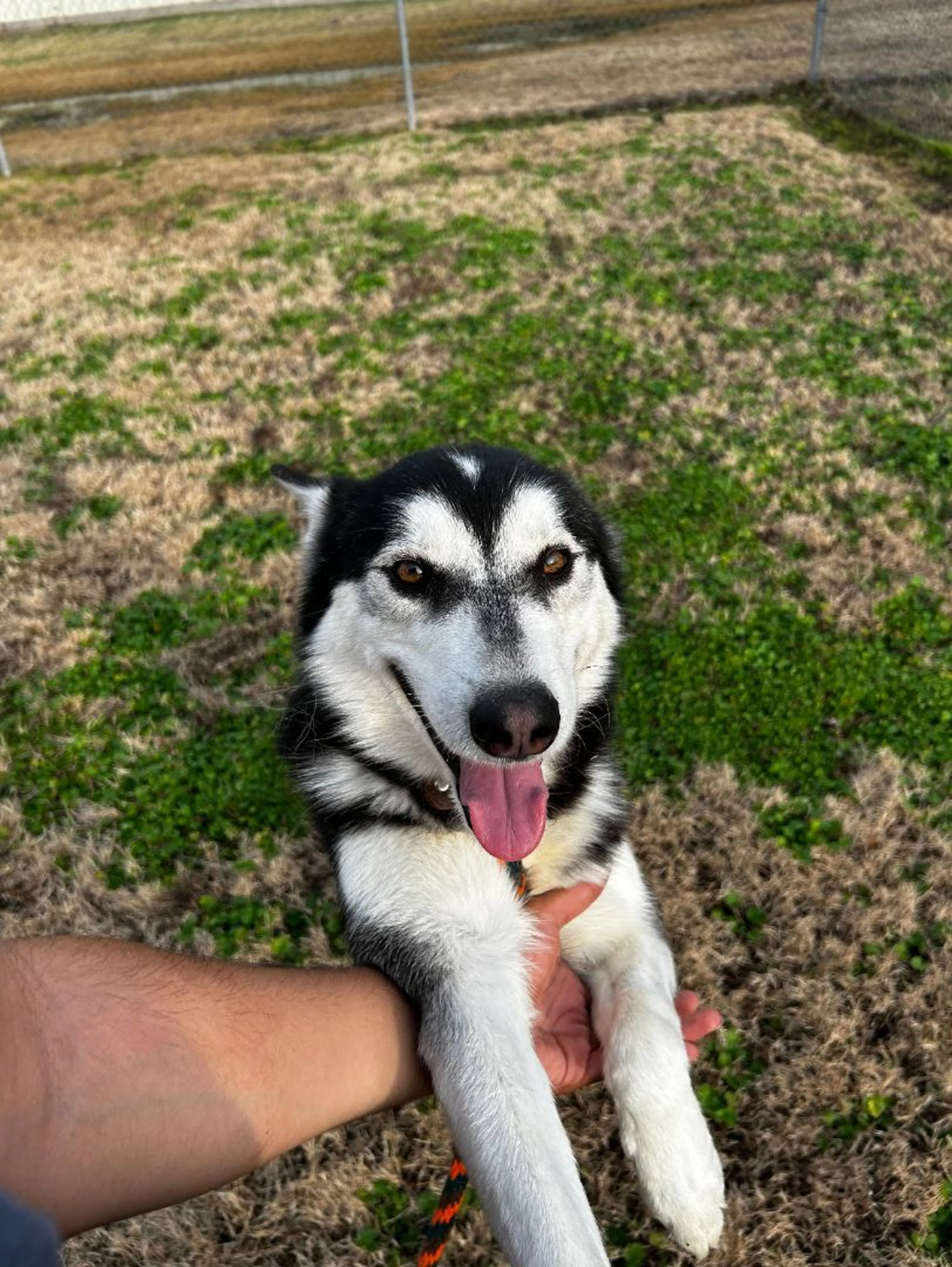 Found pet-4