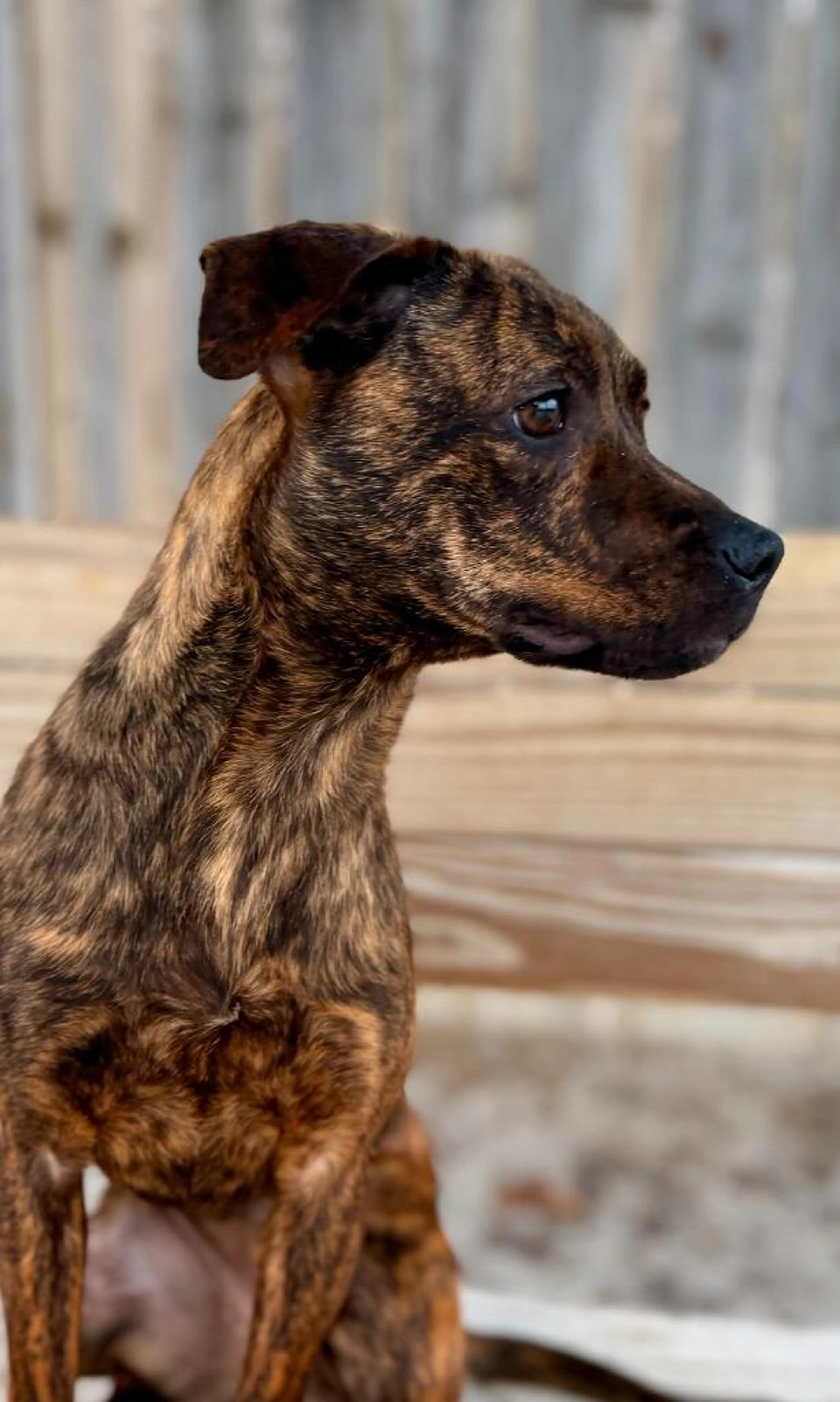 Found pet-1