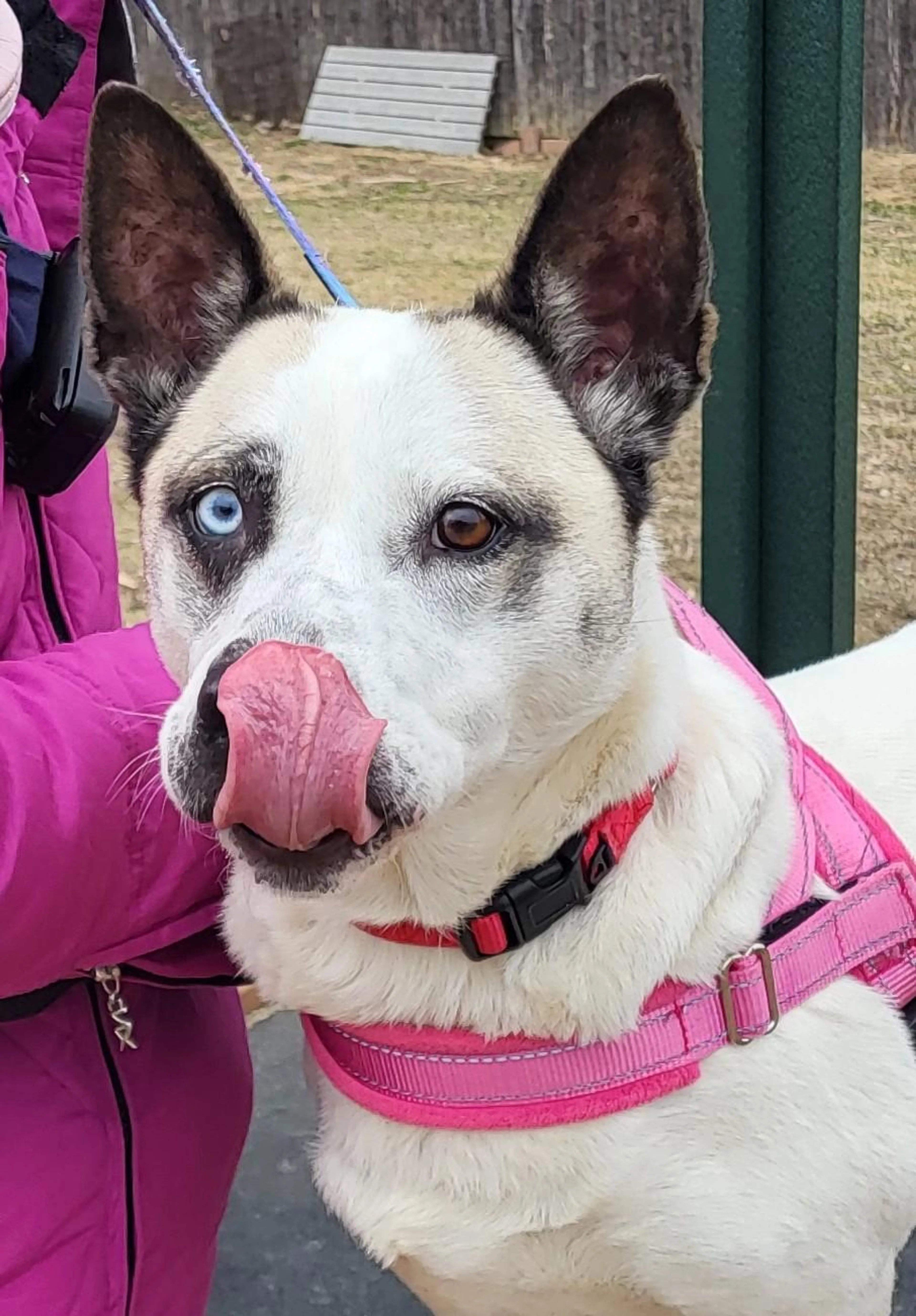 Found pet-1