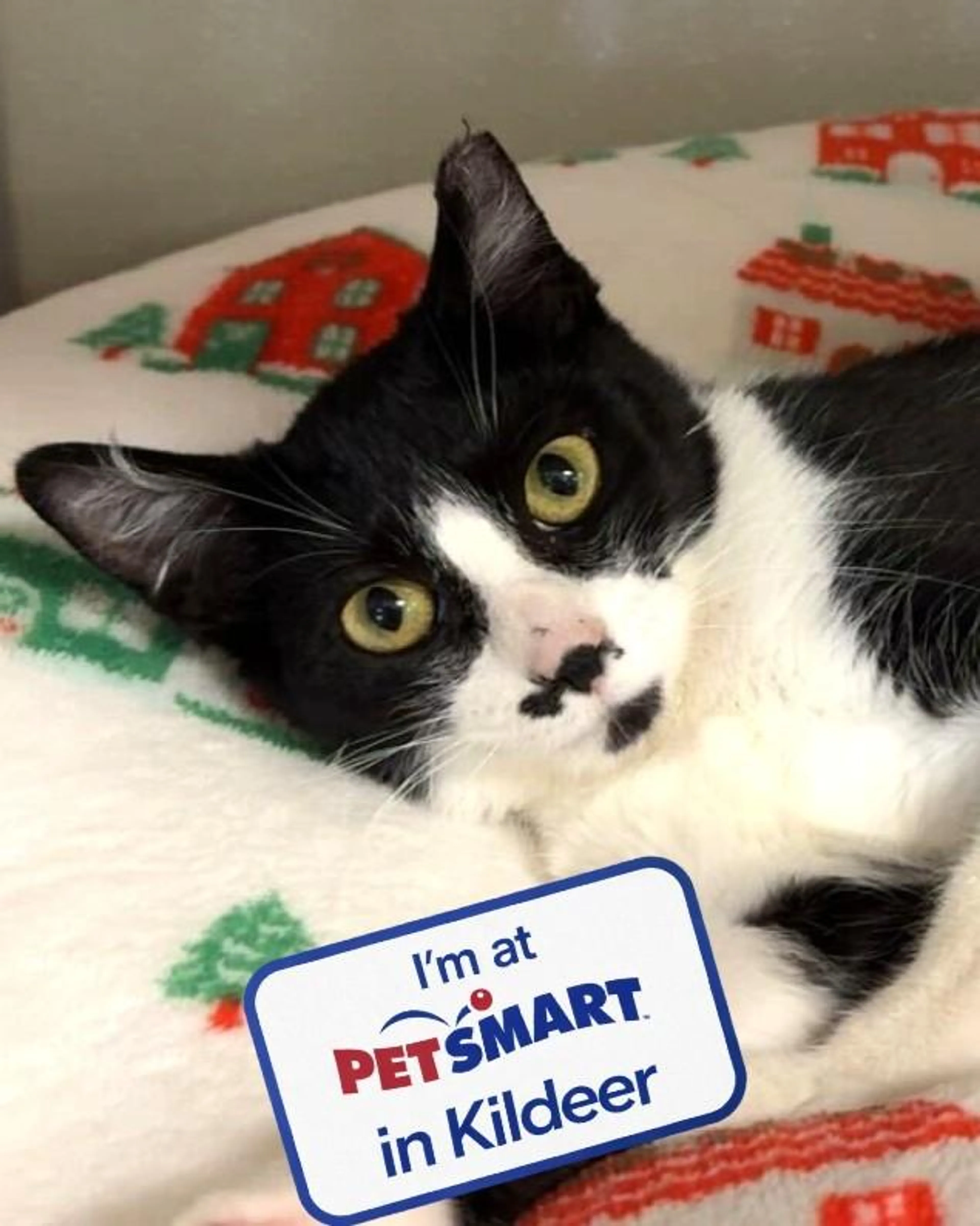Found pet-1