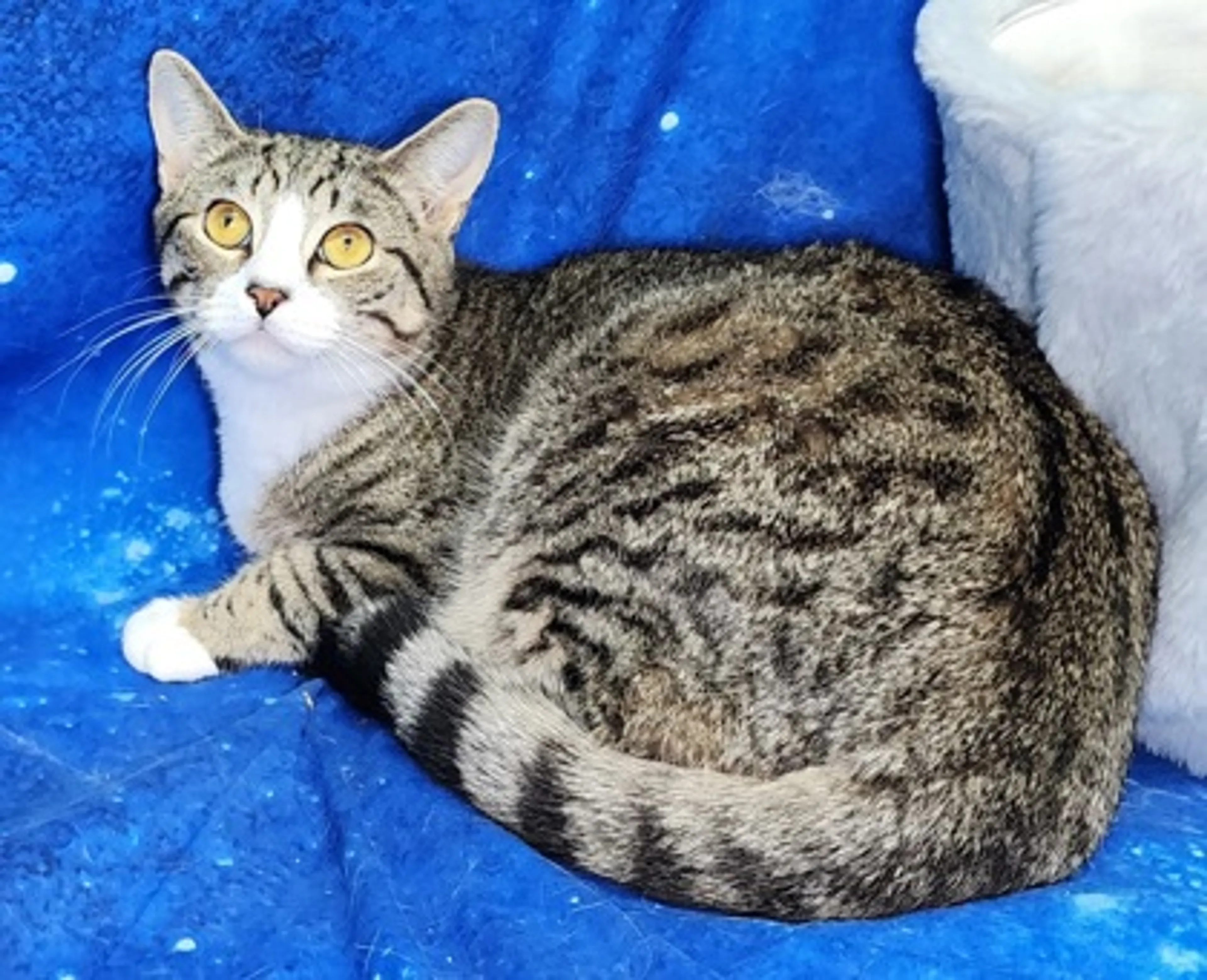 Found pet