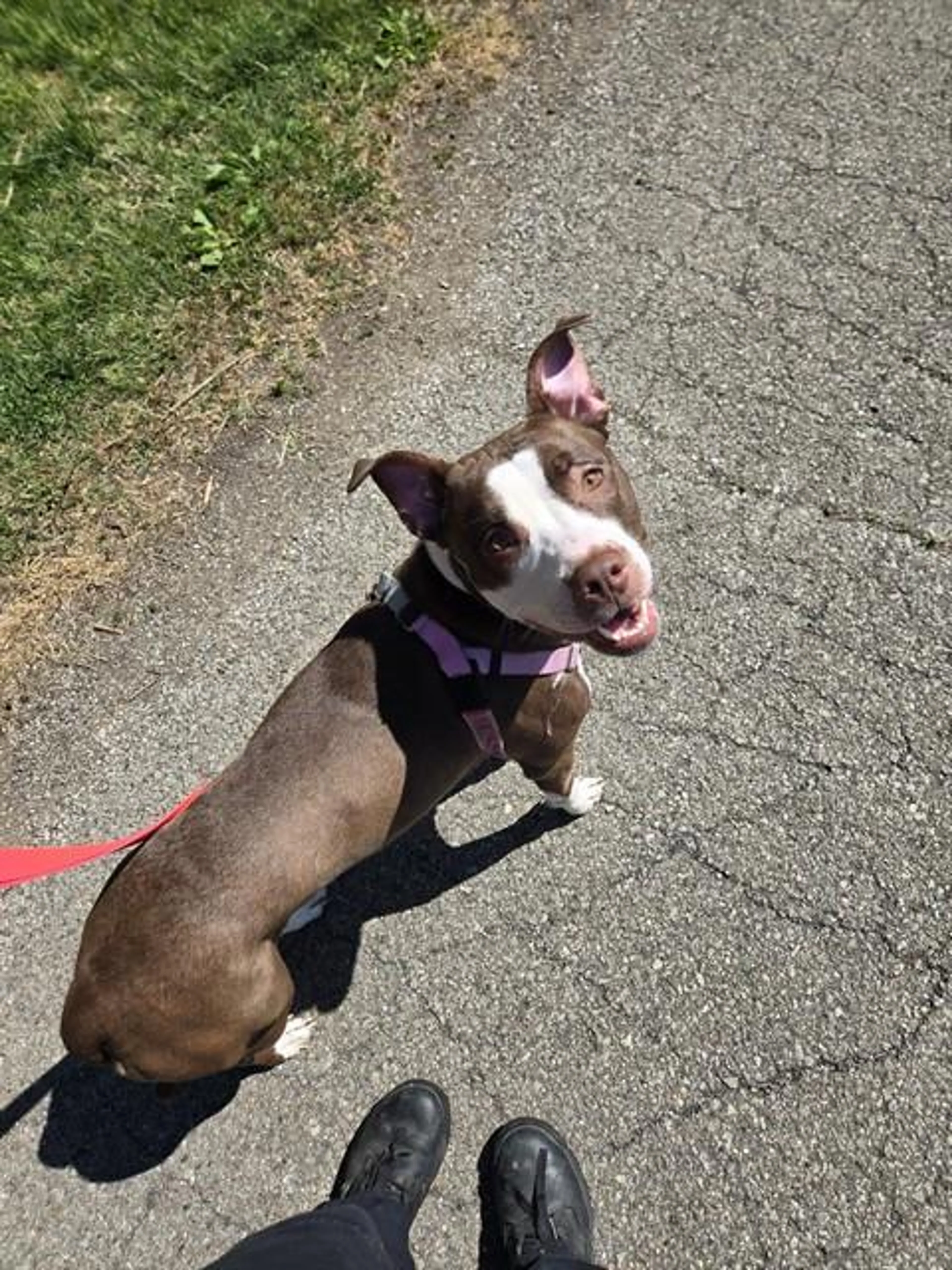 Found pet