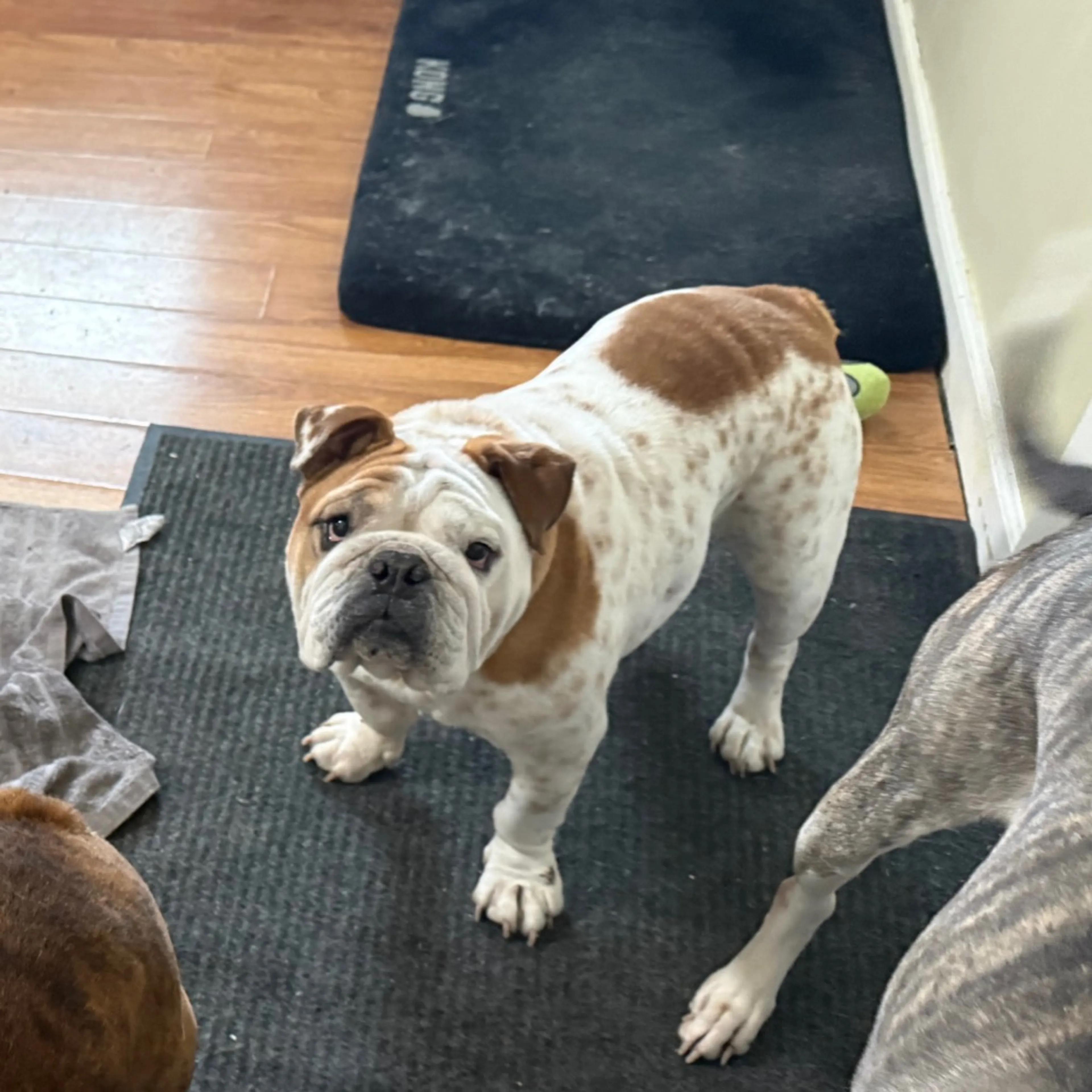 Found pet-5
