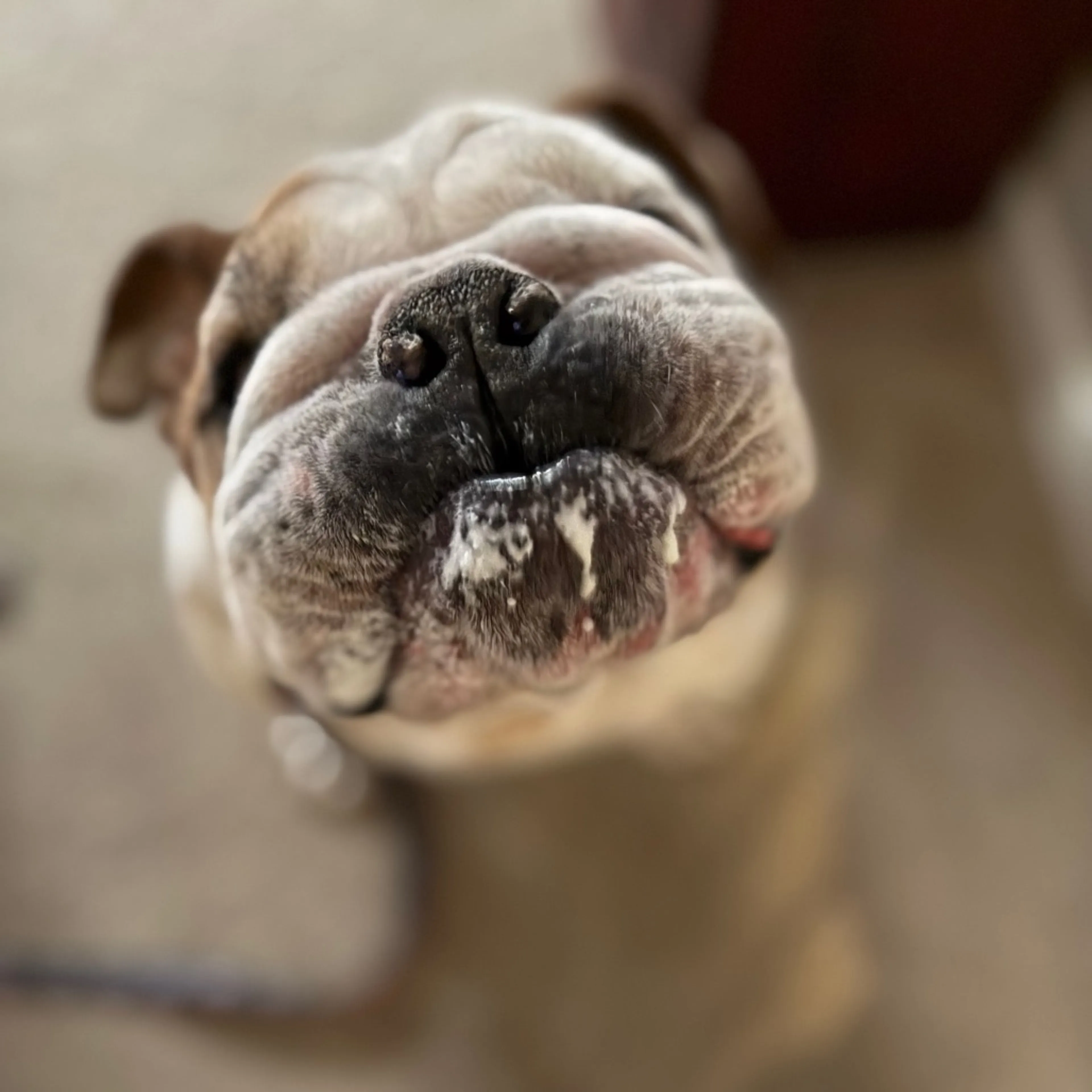 Found pet-6