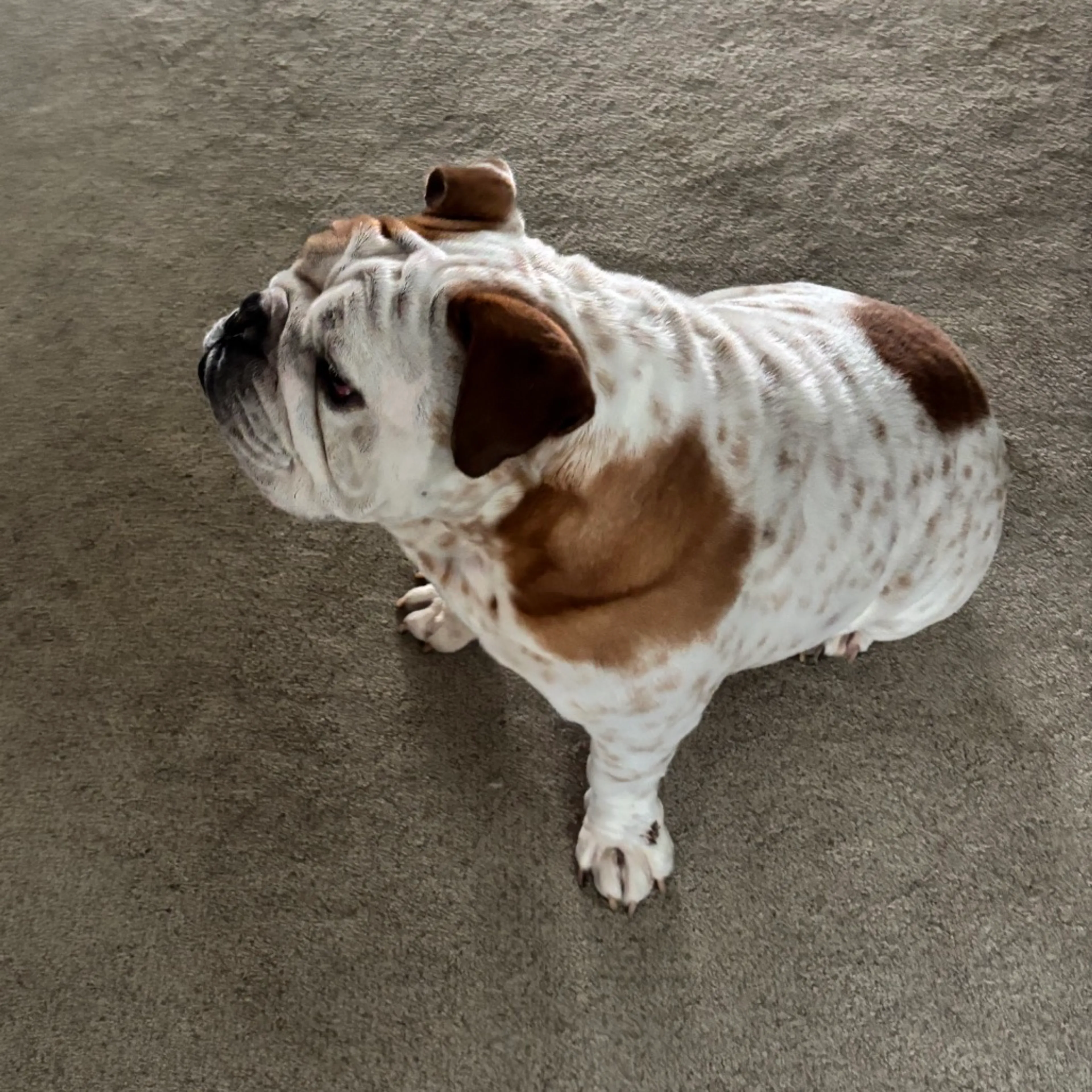 Found pet-17