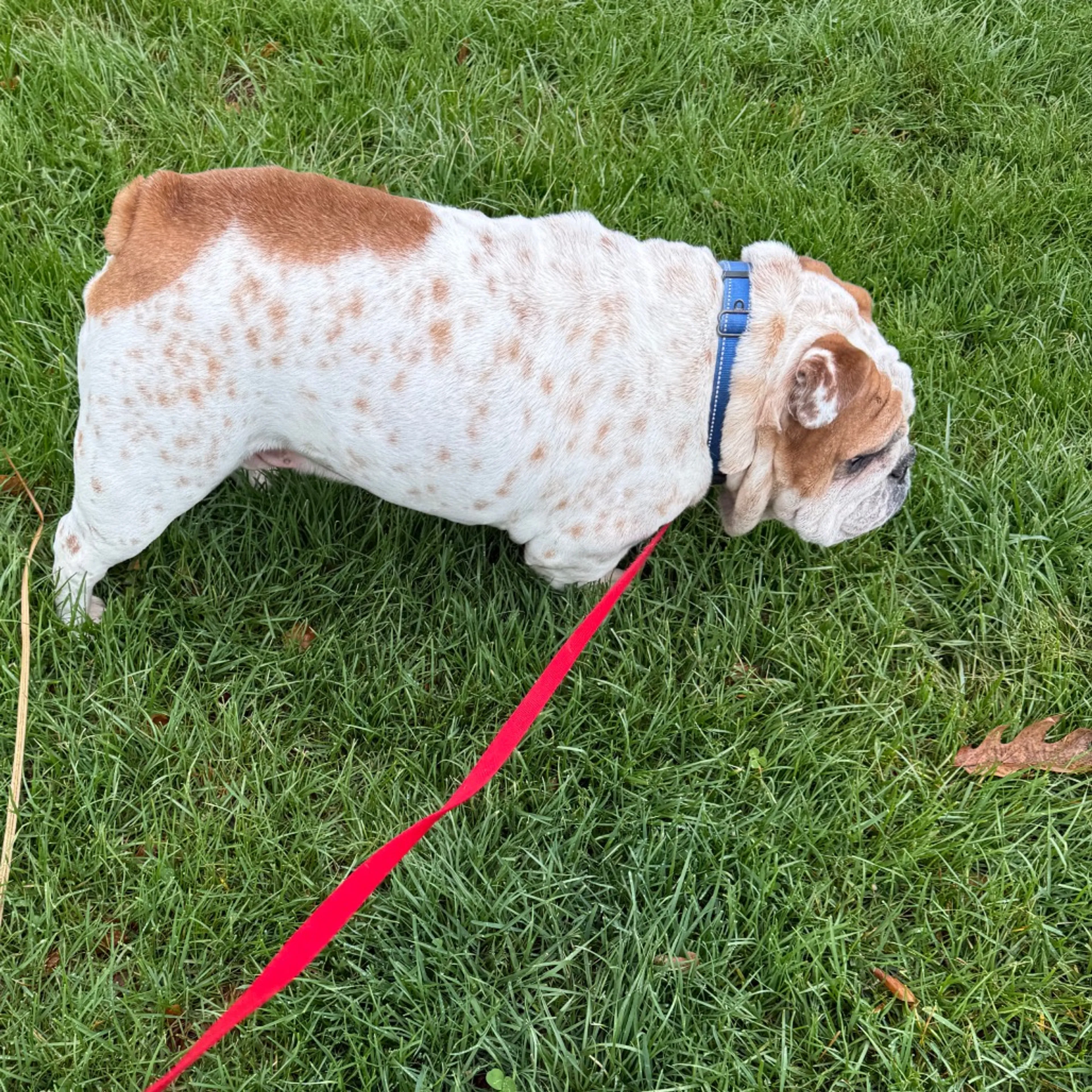 Found pet-21