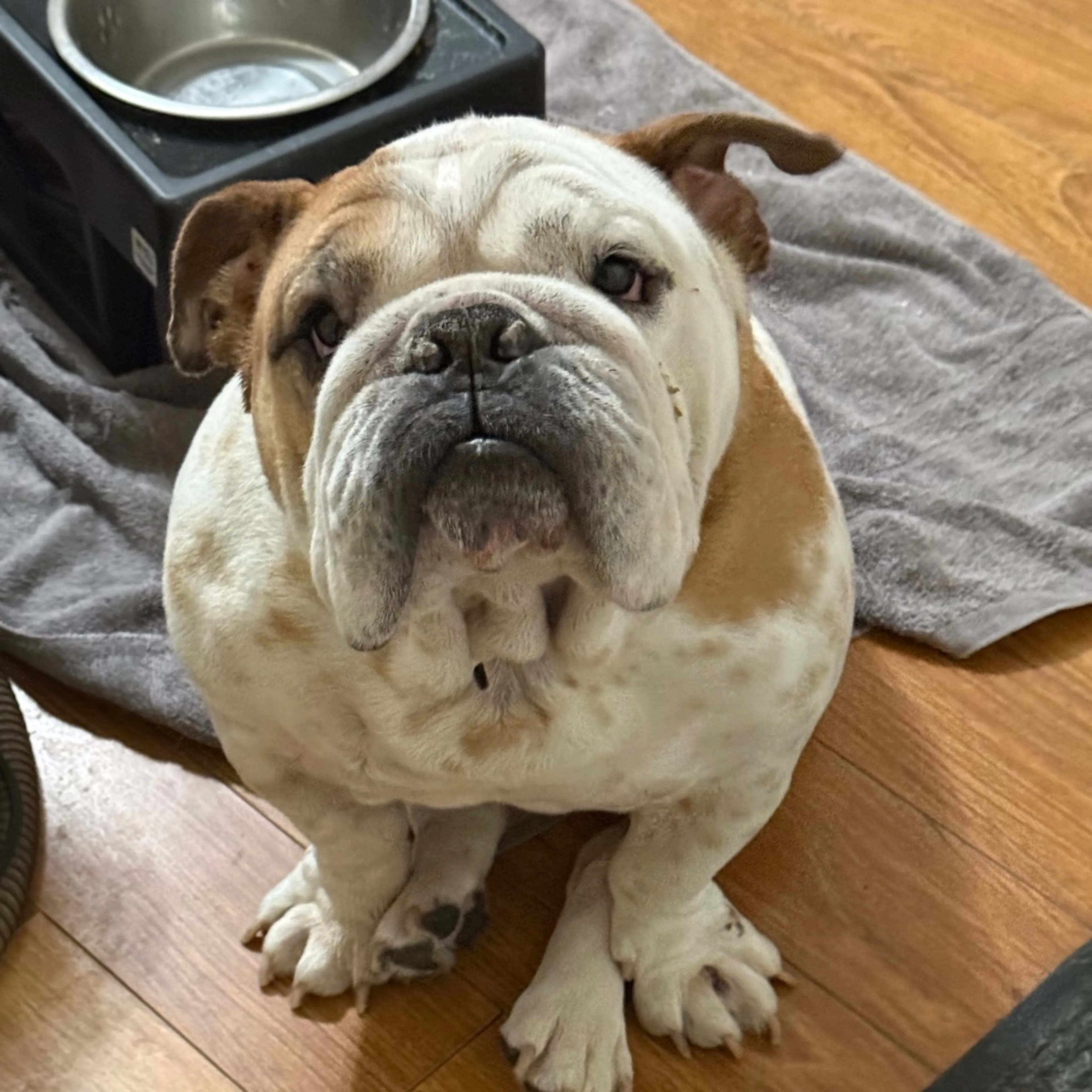 Found pet-10