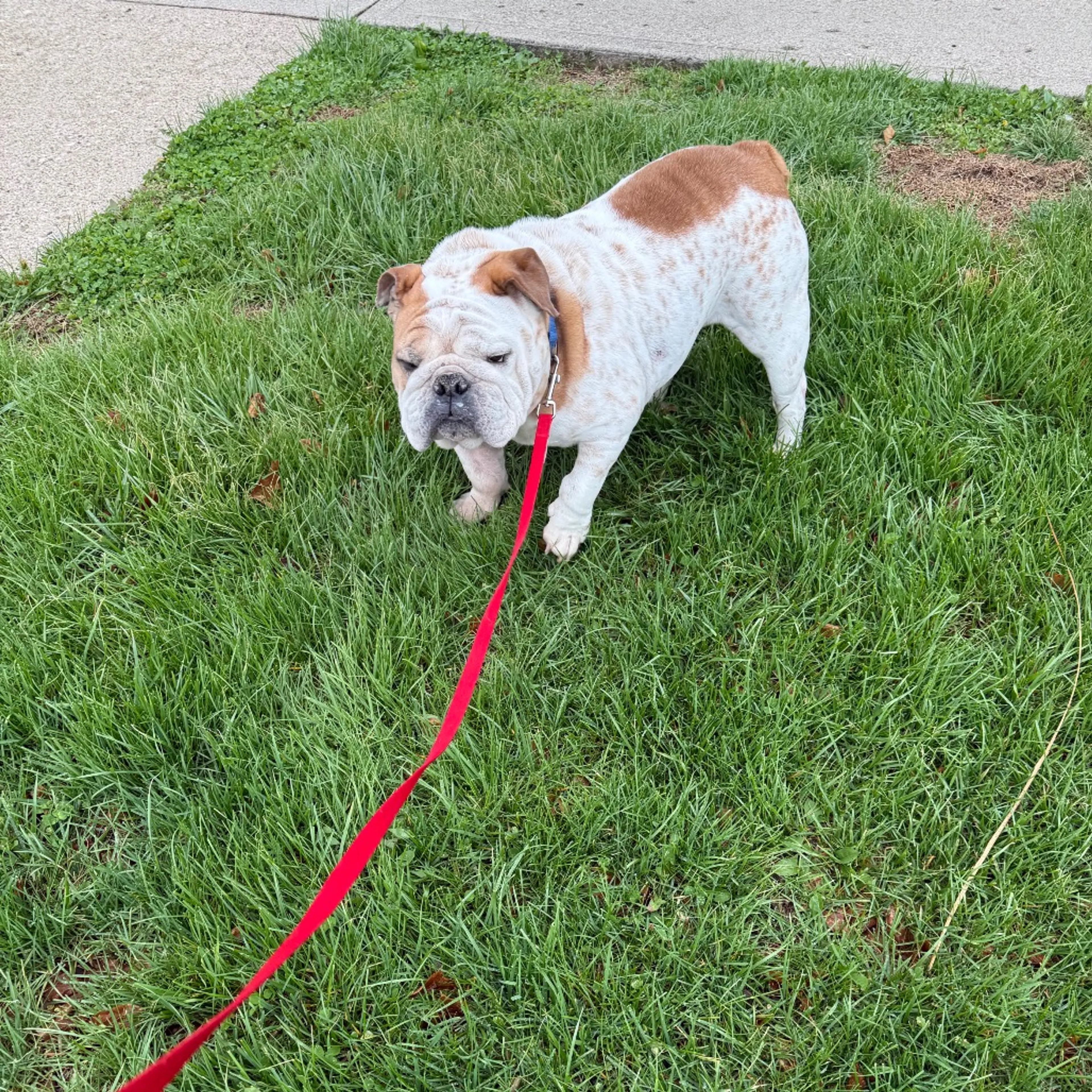 Found pet-20
