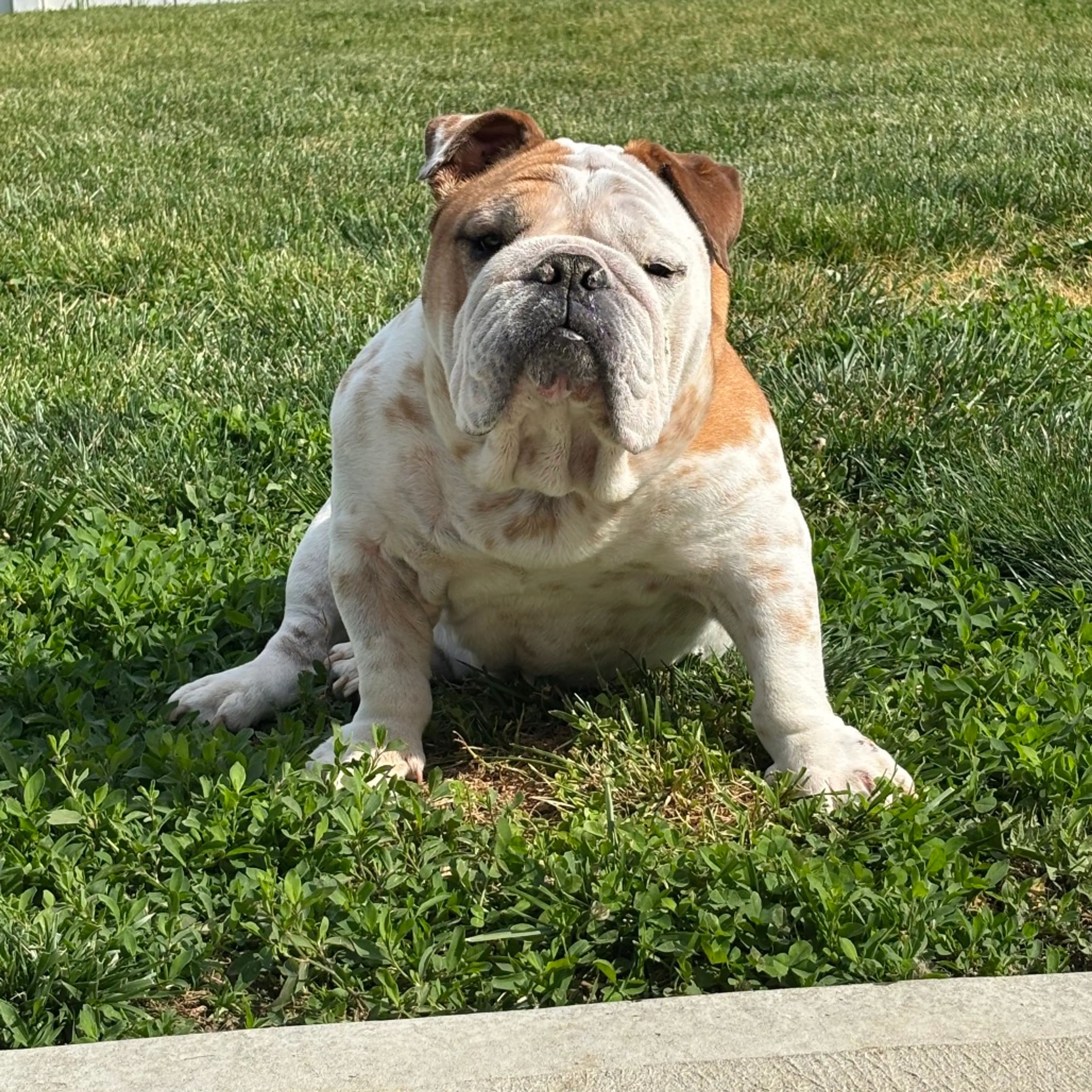 Found pet-11