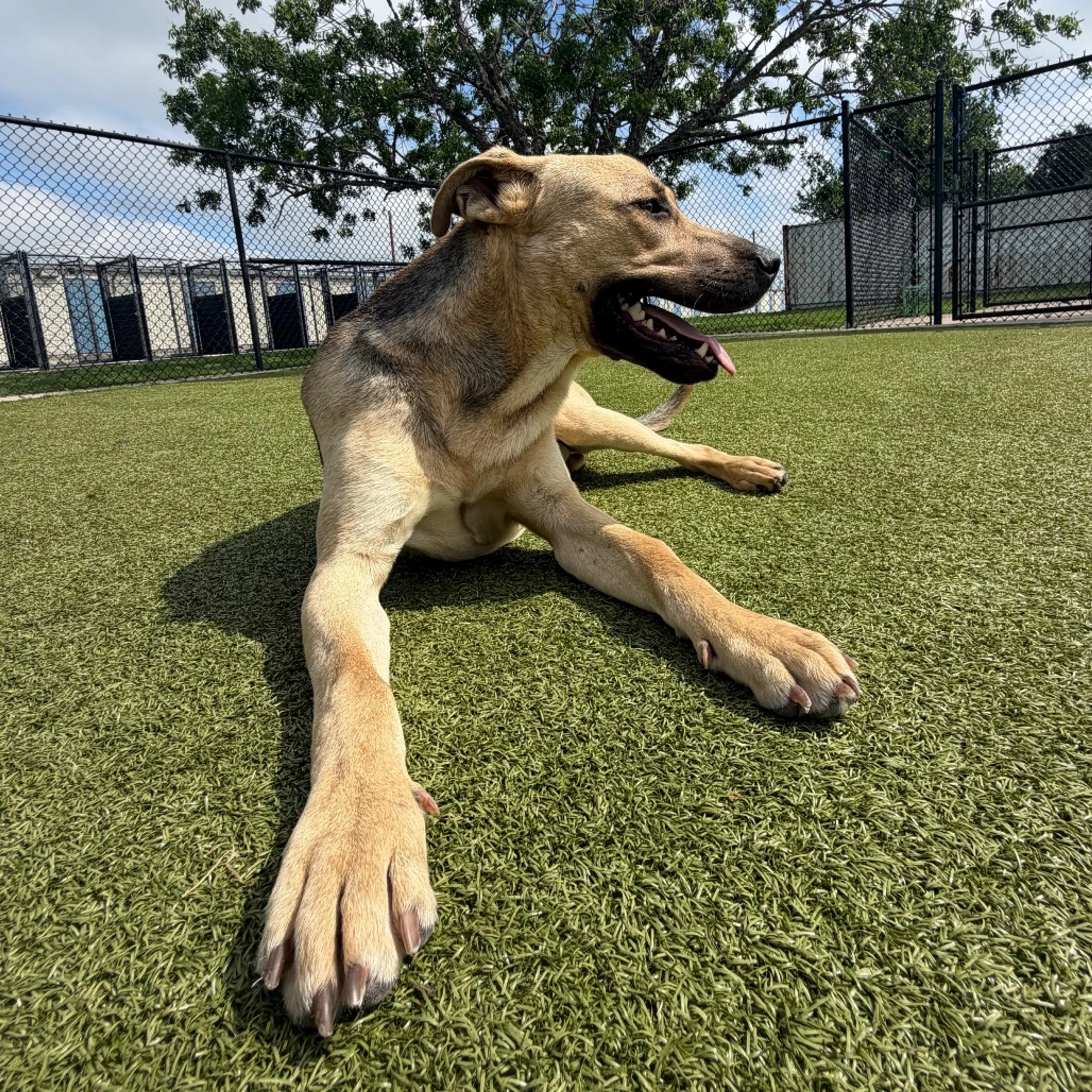 Found pet-8