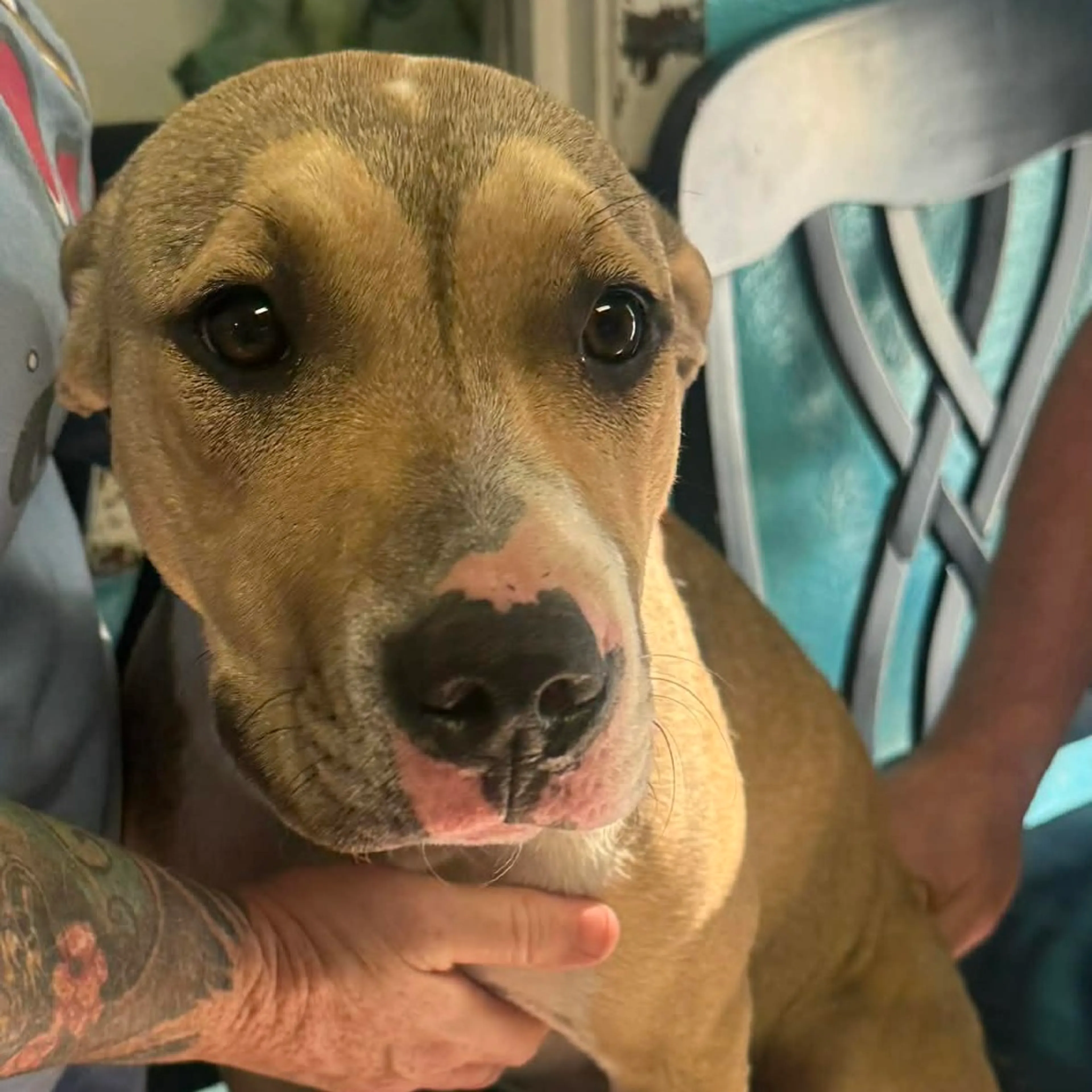 Found pet-1