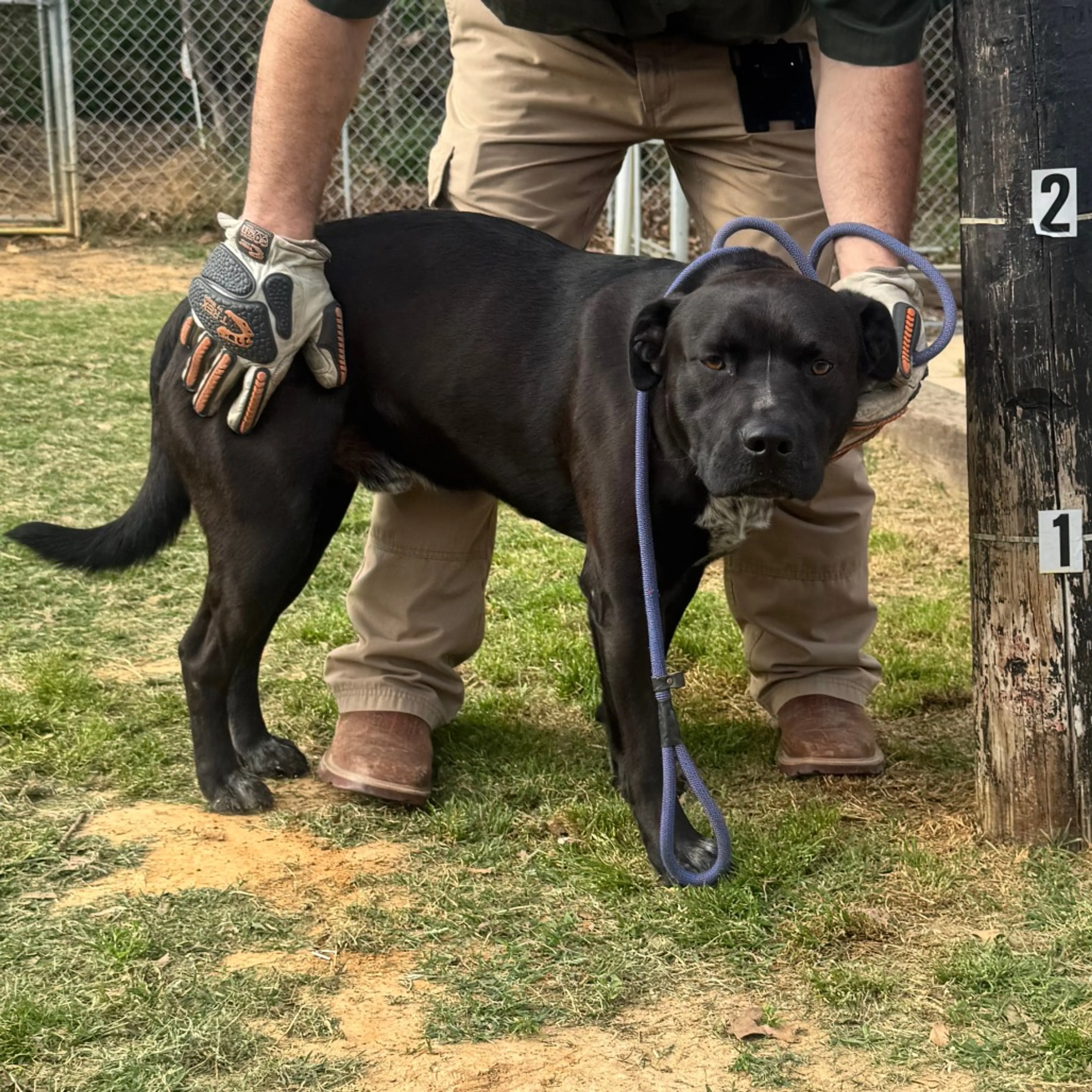 Found pet-2