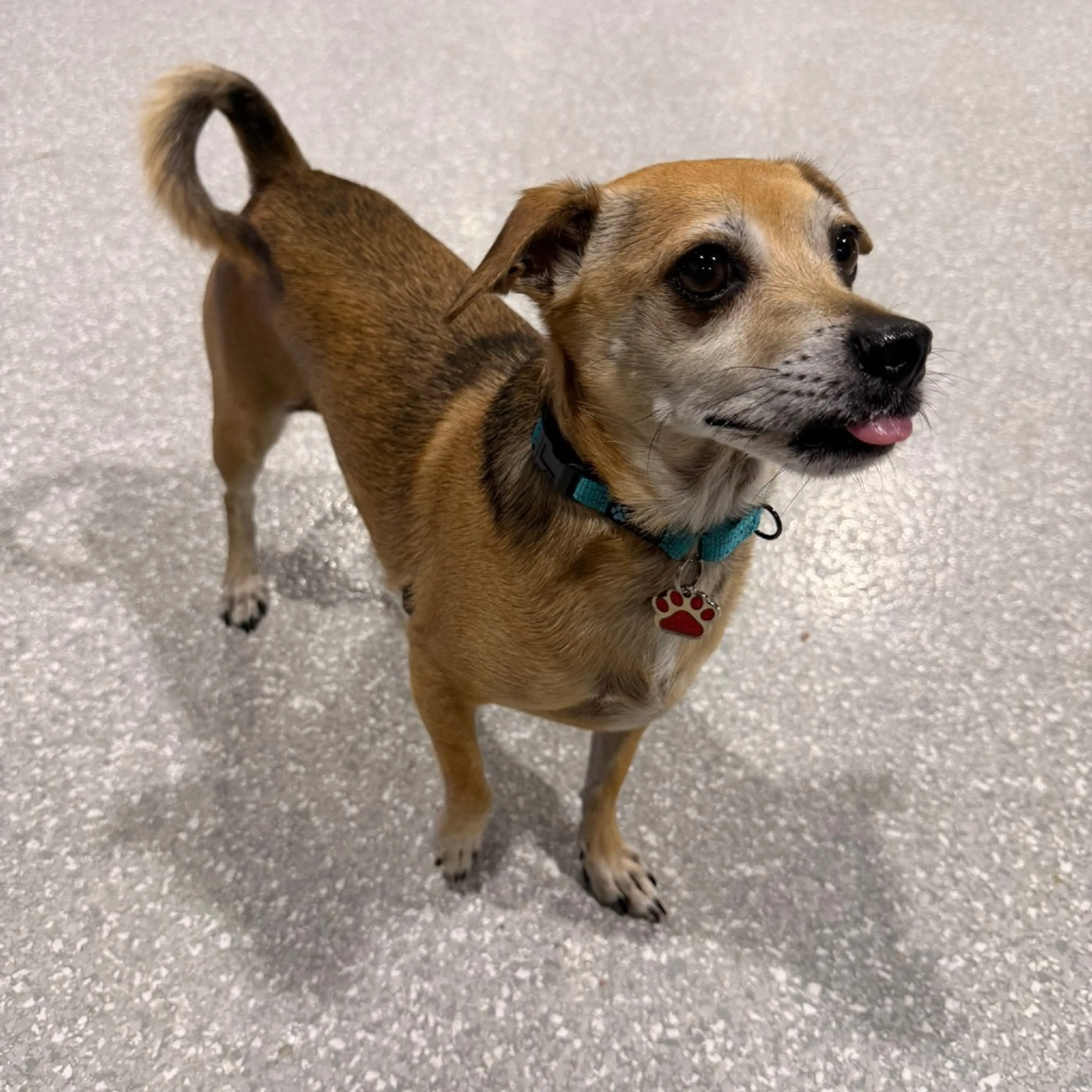Found pet-5