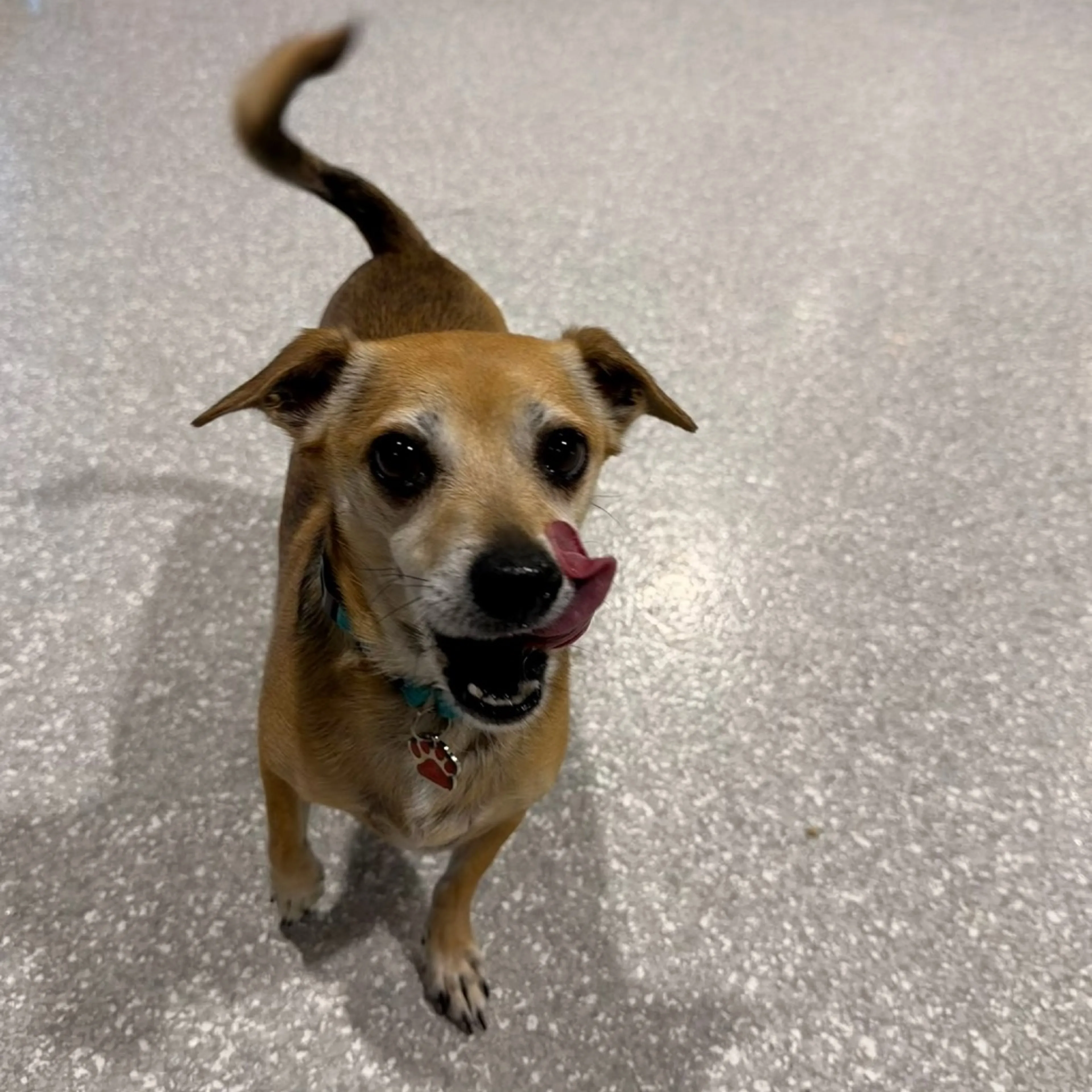 Found pet-6