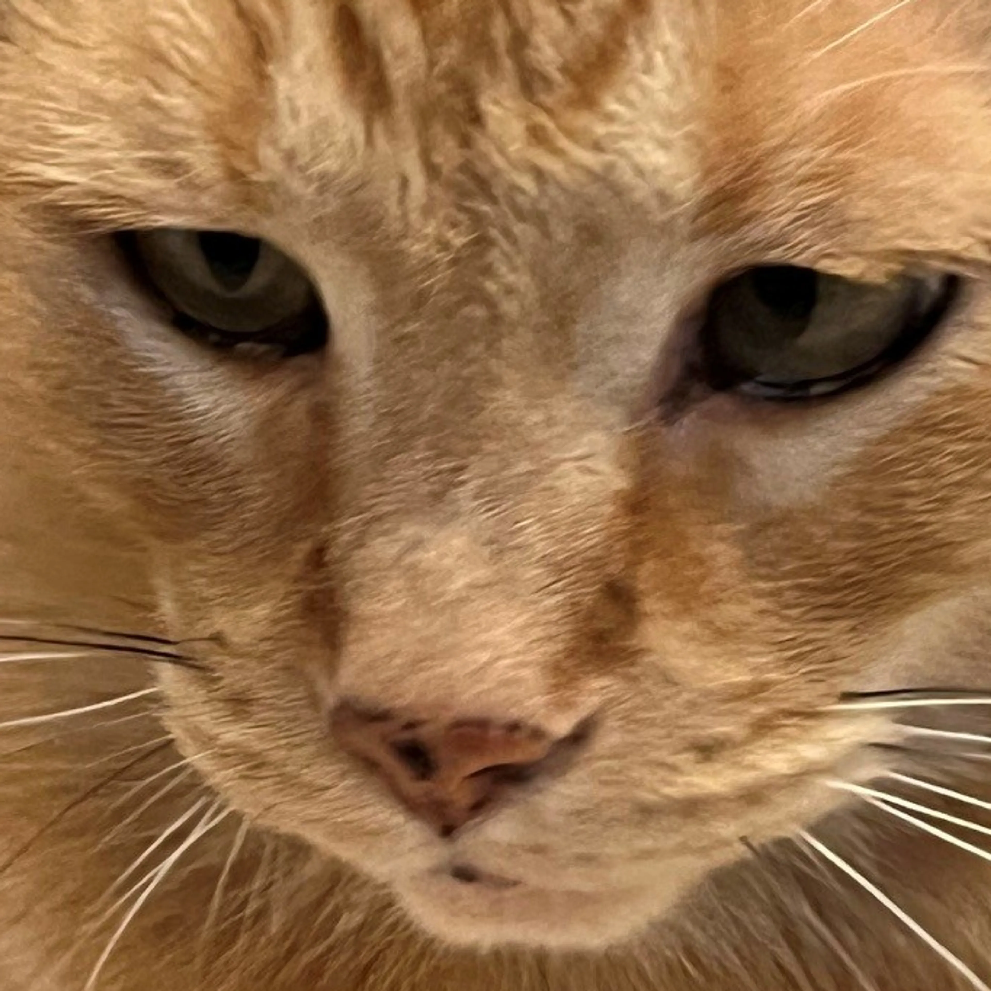 Lost pet-2