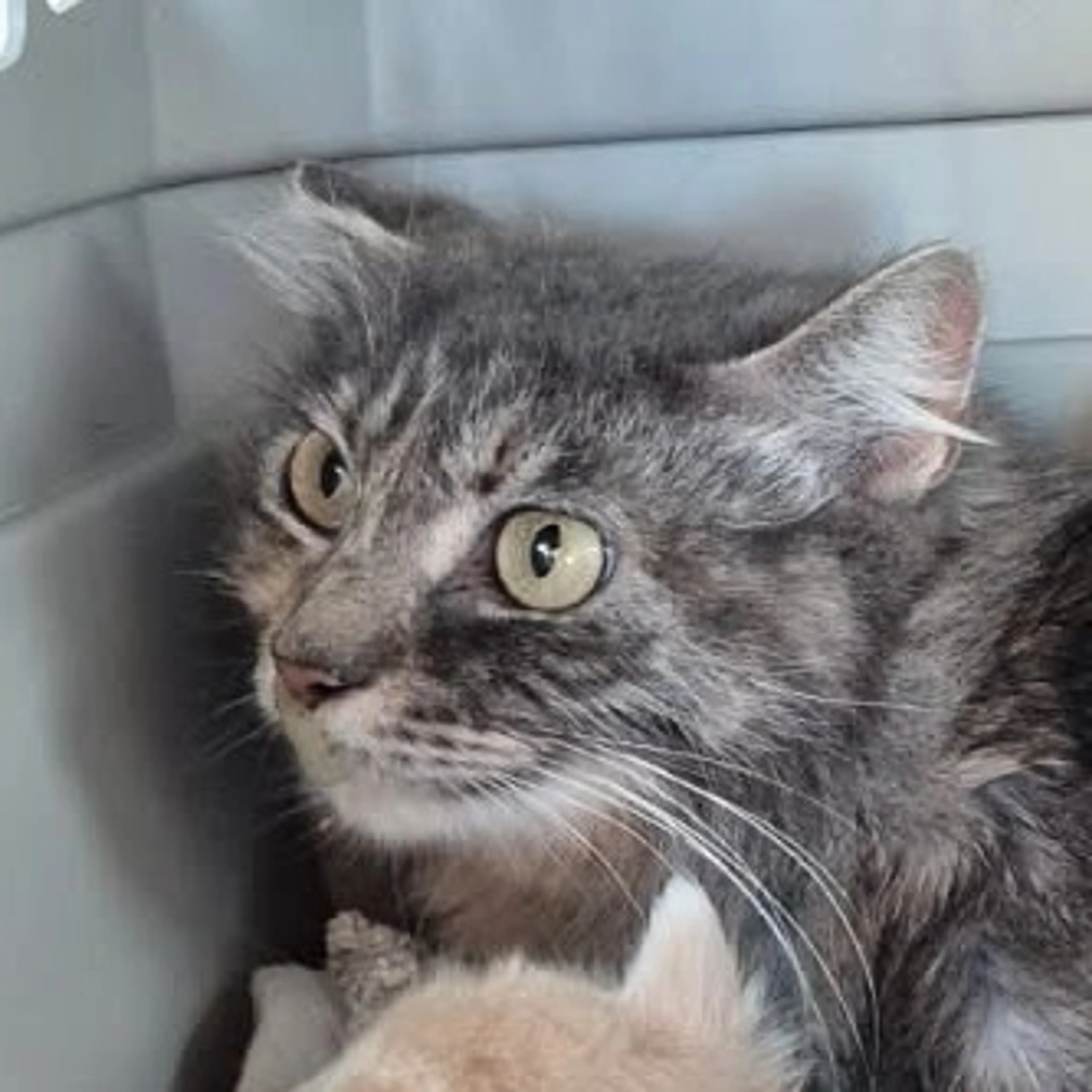 Found pet-1