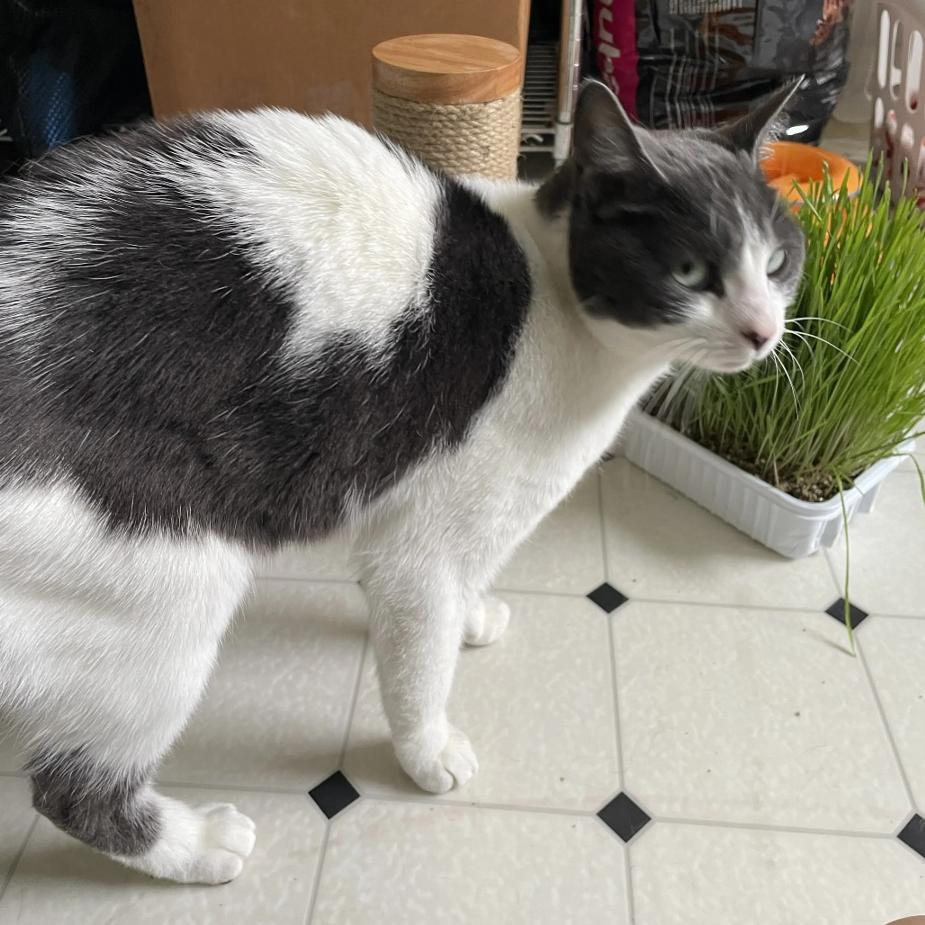 Found pet-2