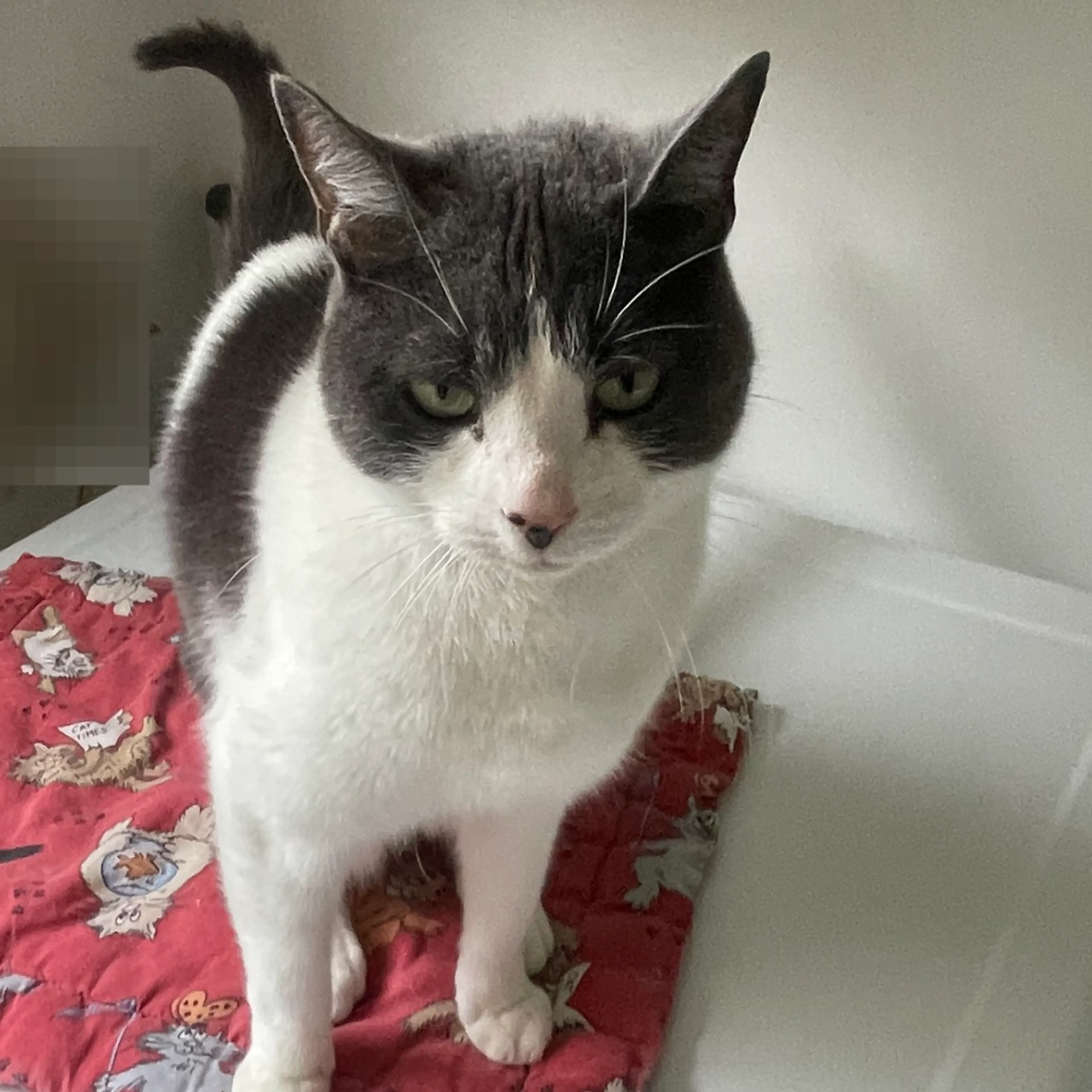 Found pet-1