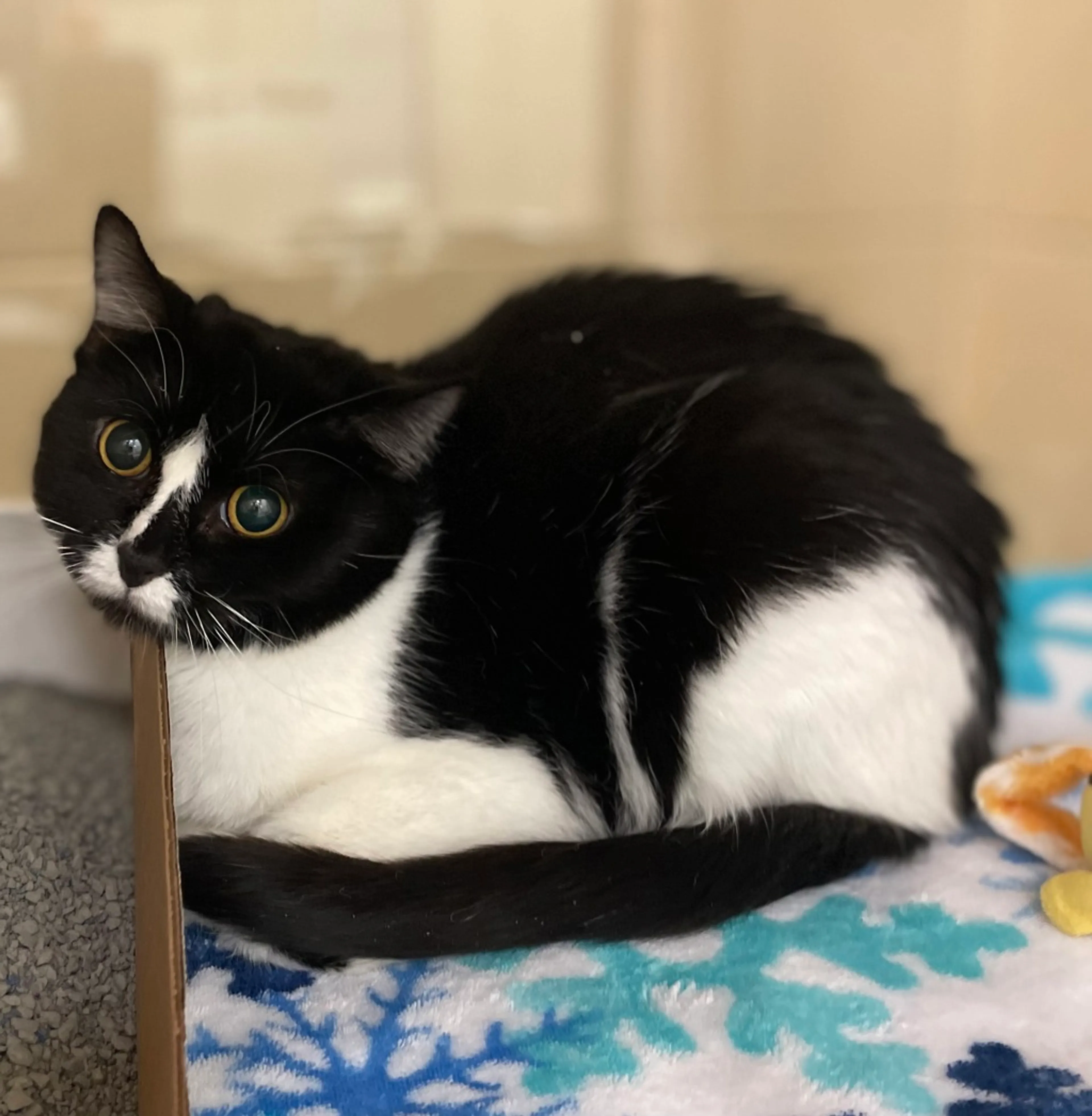 Found pet-2