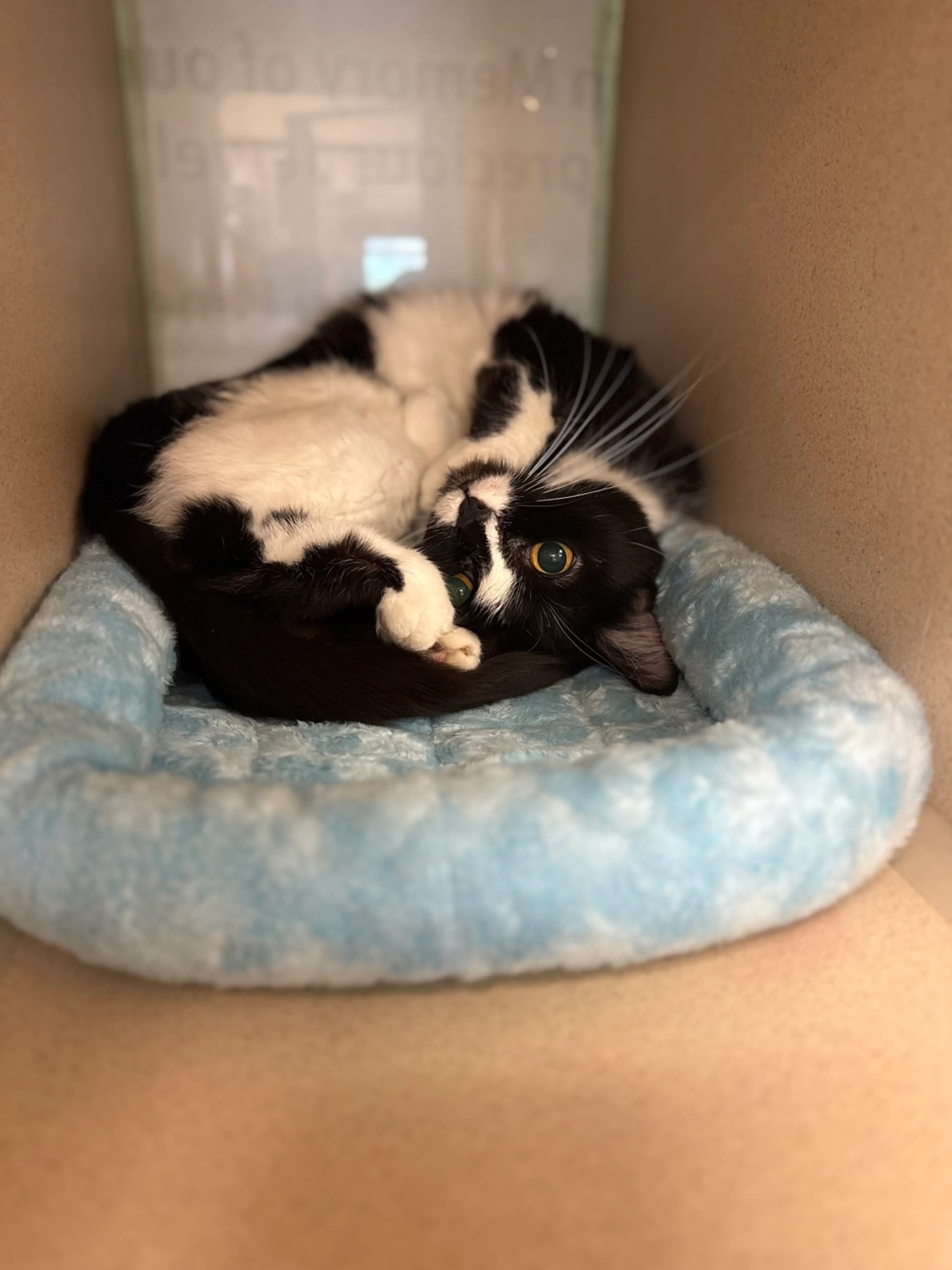 Found pet-1