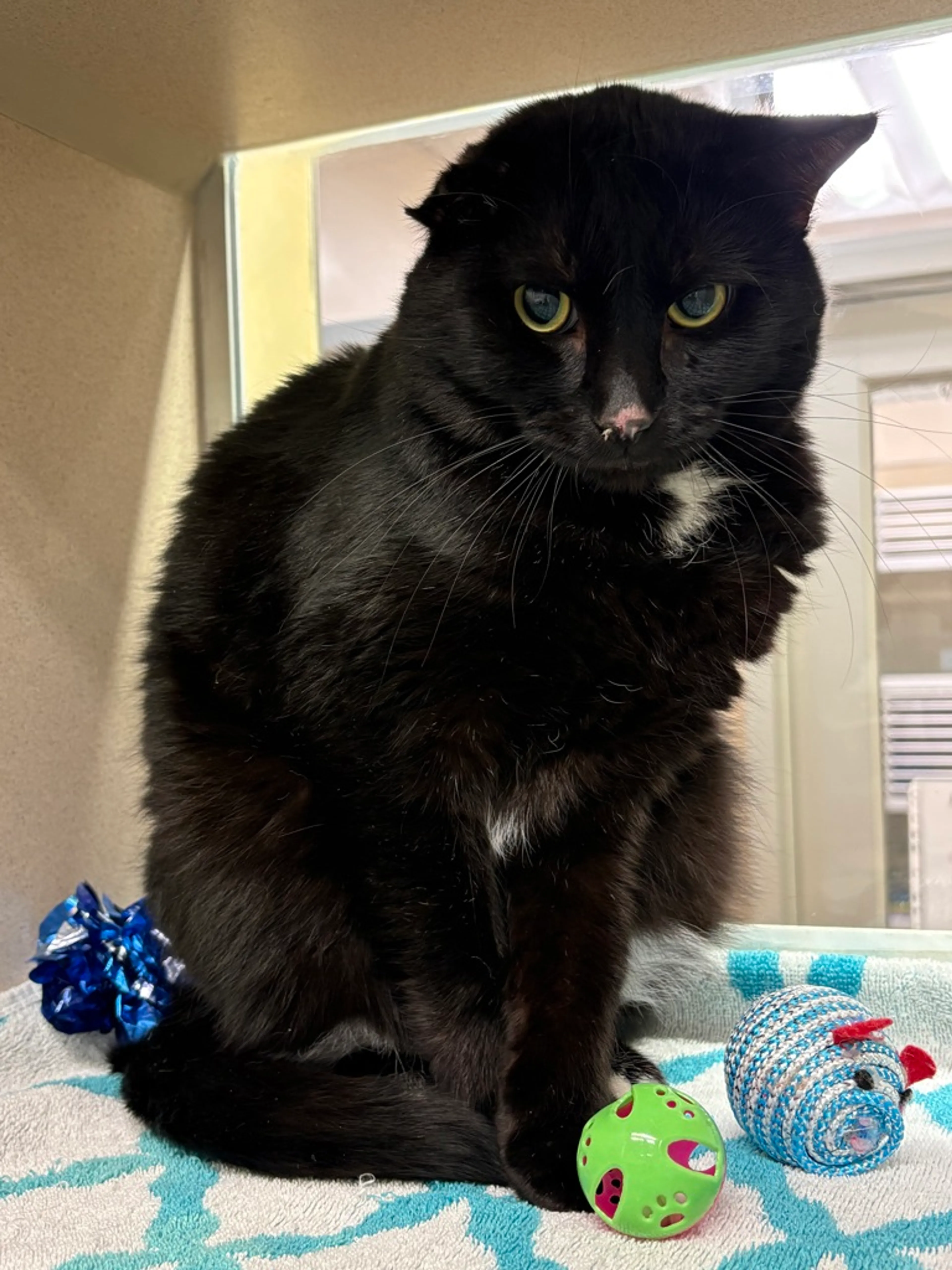 Found pet-1