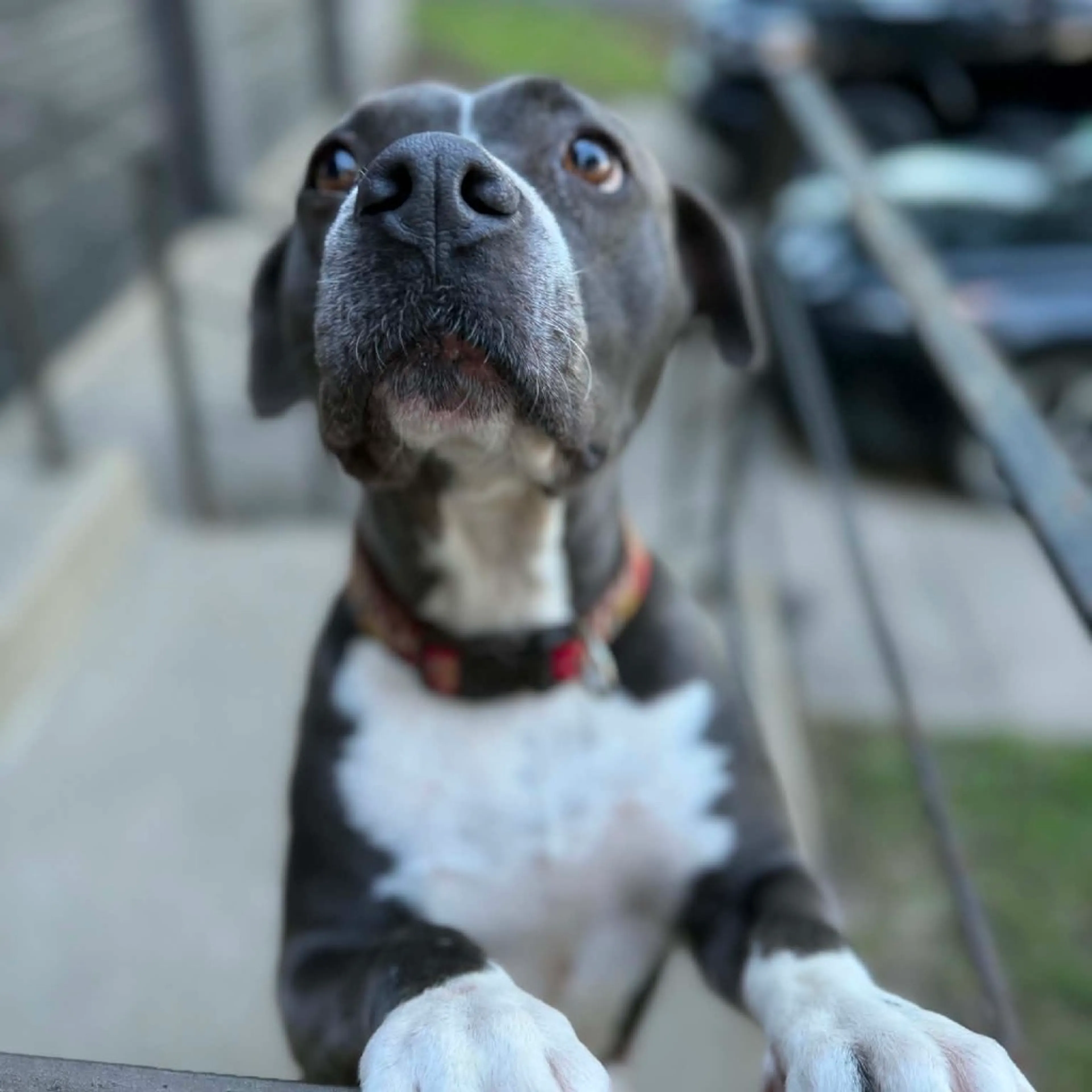 Found pet-8