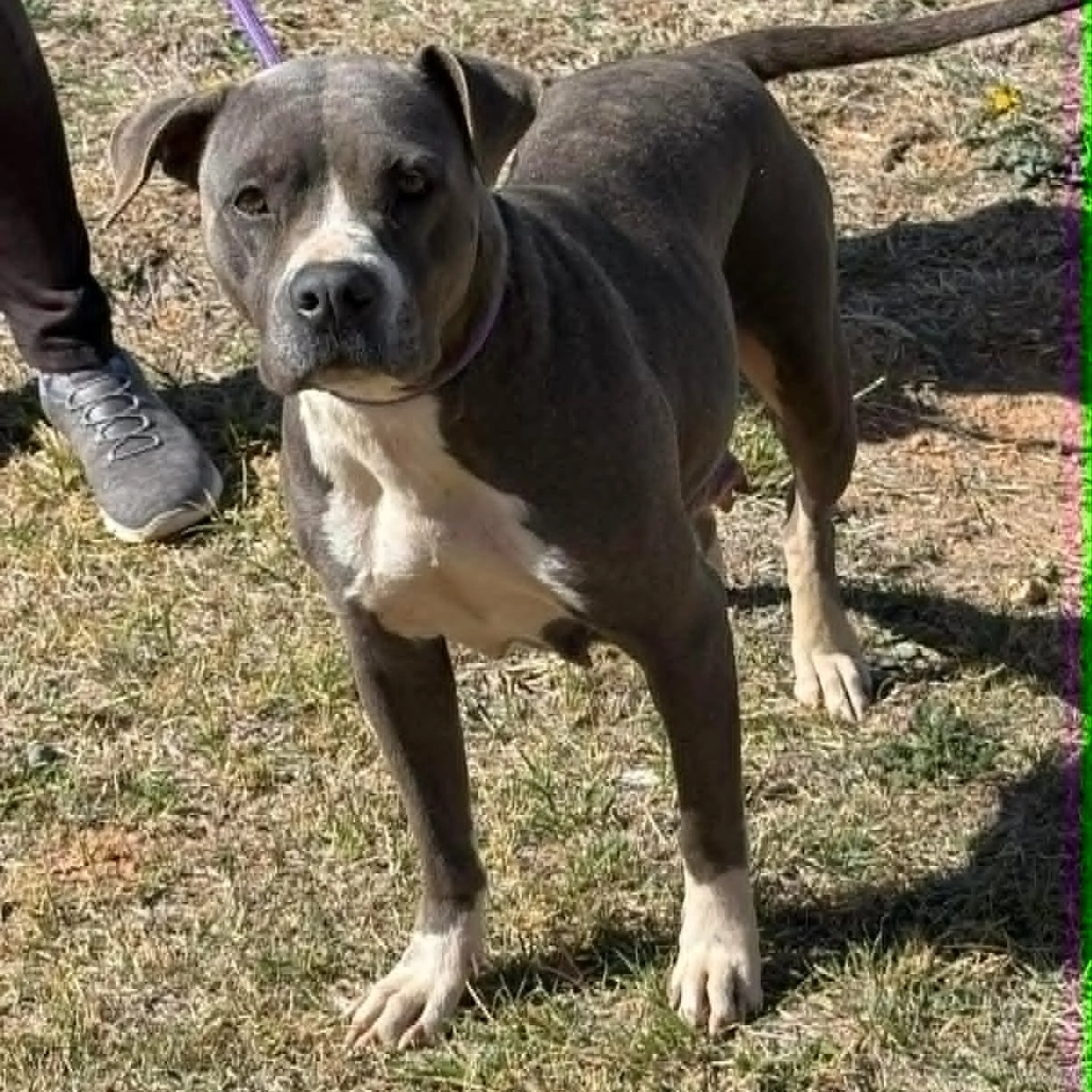 Found pet-1