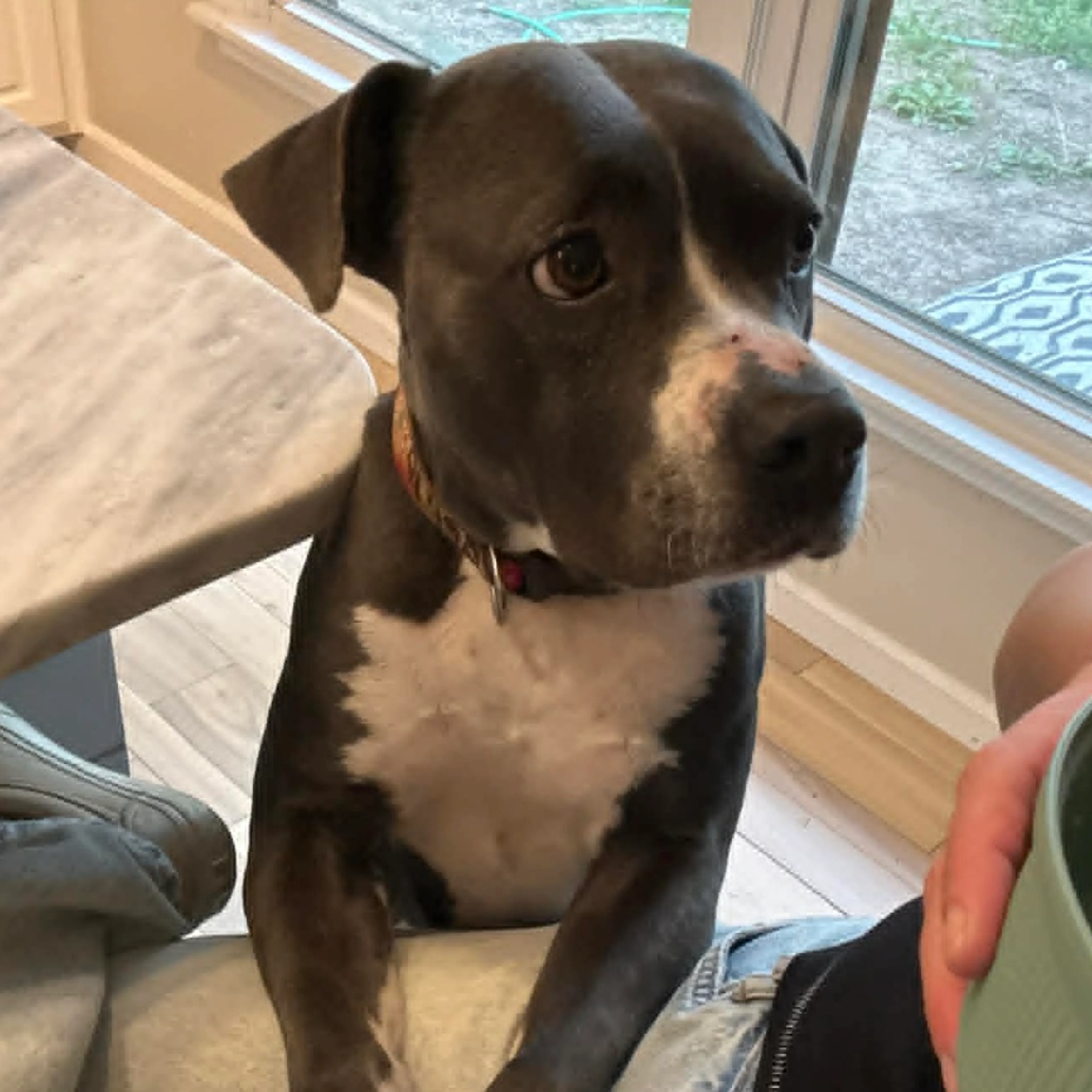 Found pet-7