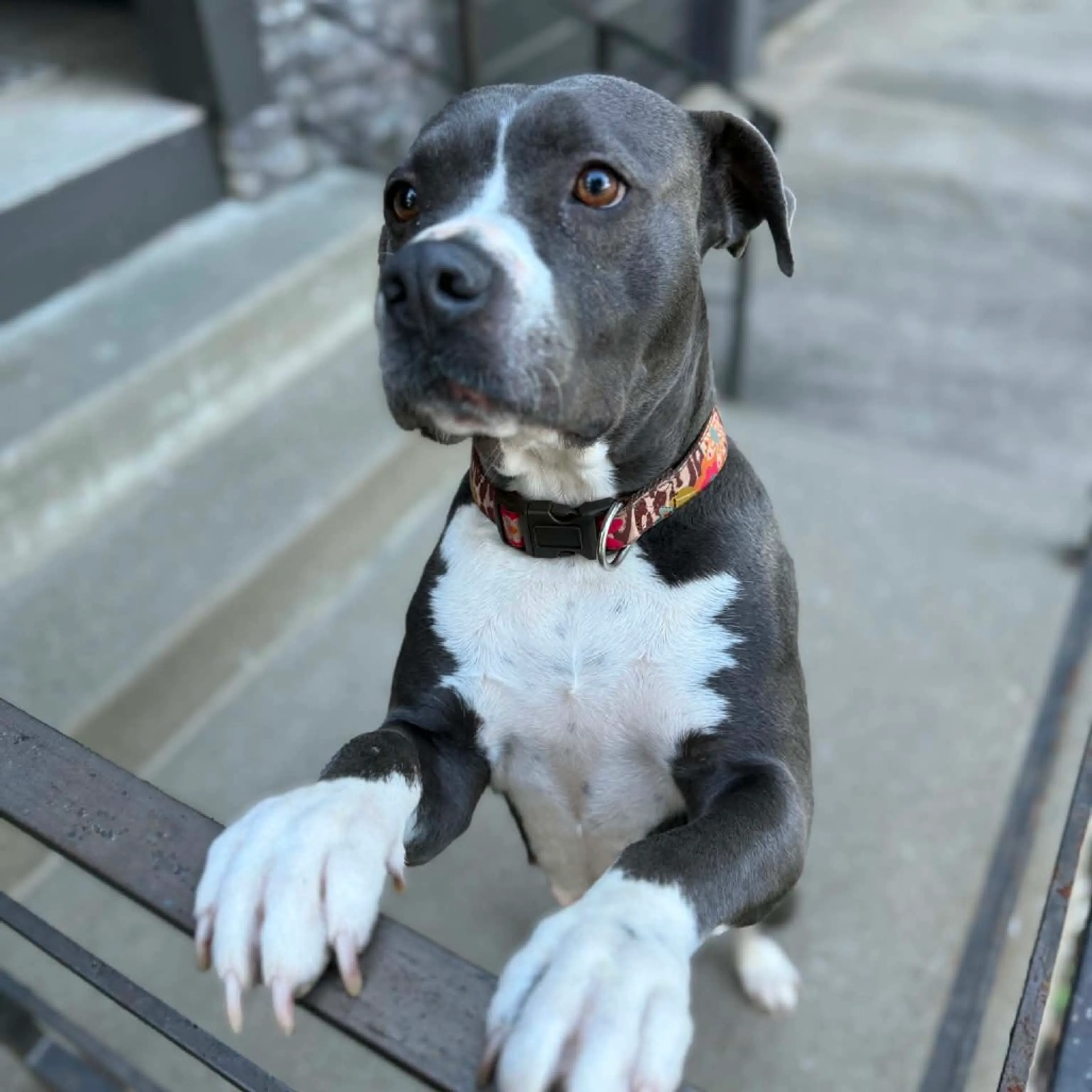 Found pet-9