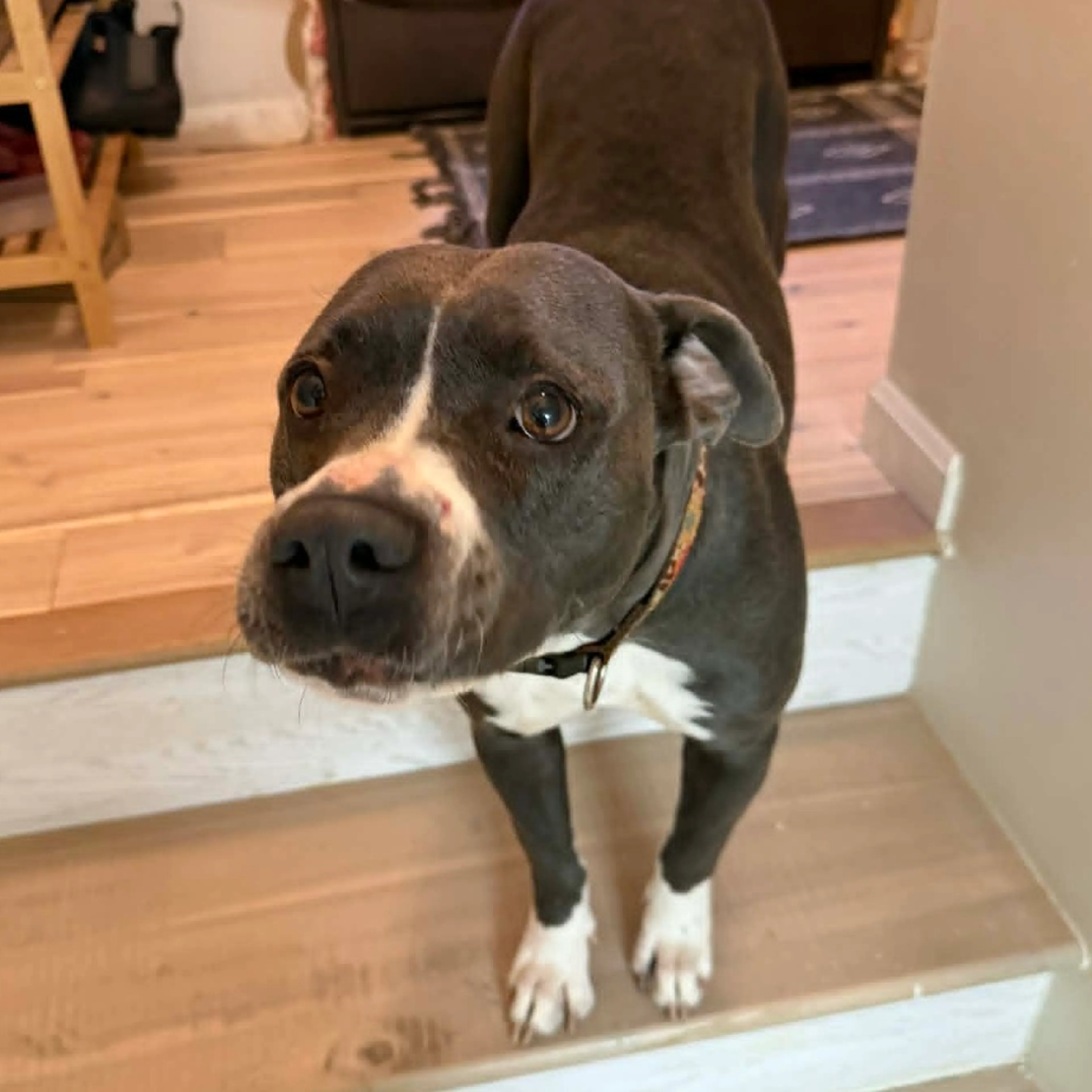 Found pet-6