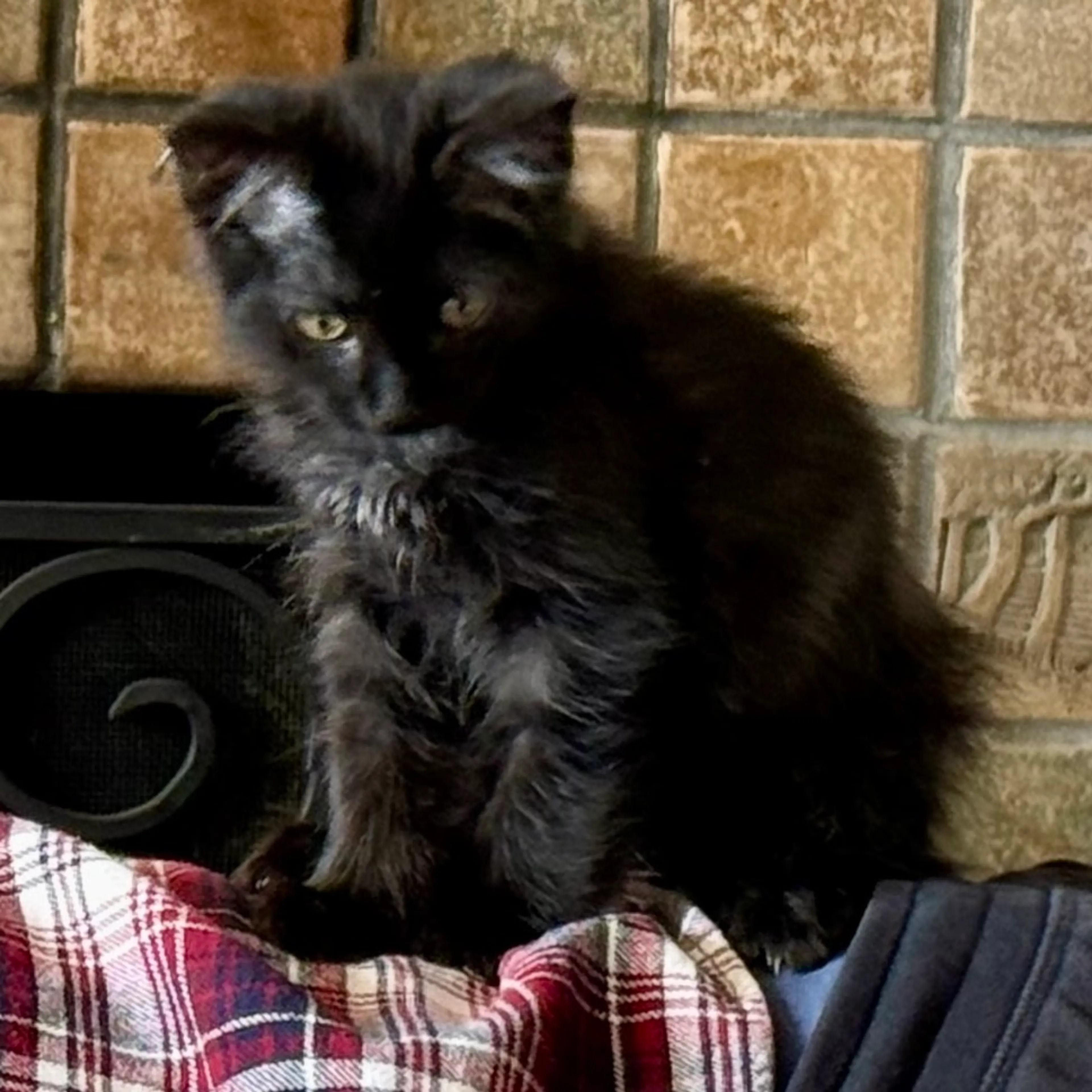 Found pet-1