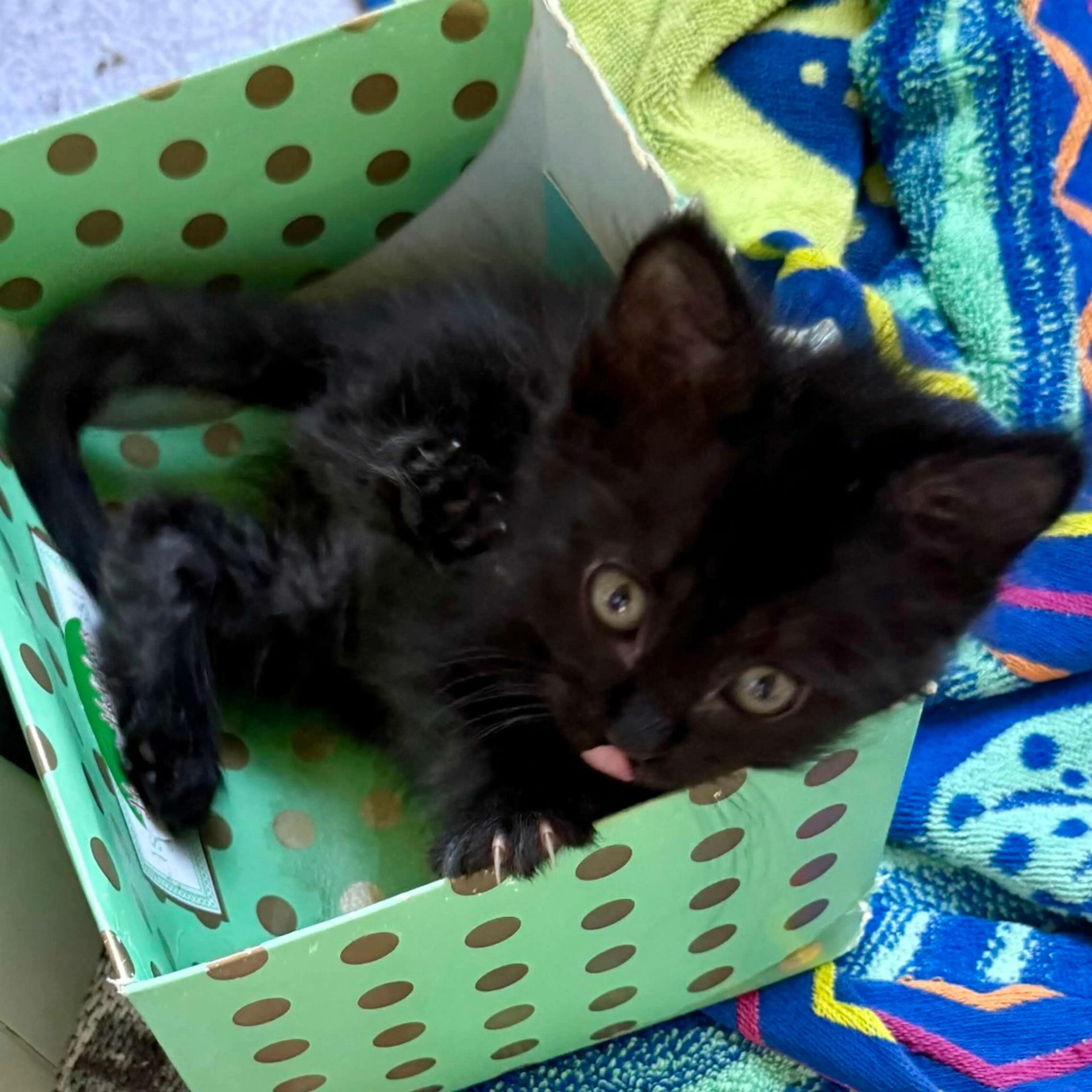 Found pet-2