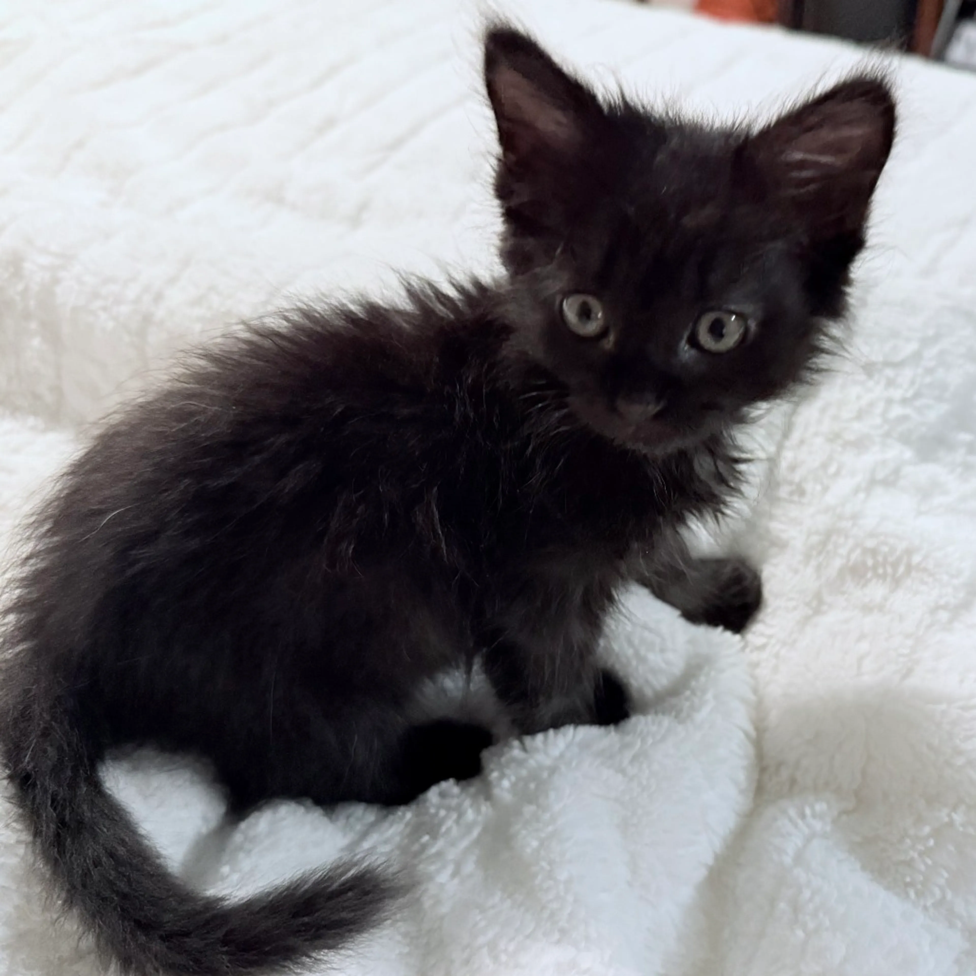 Found pet-0